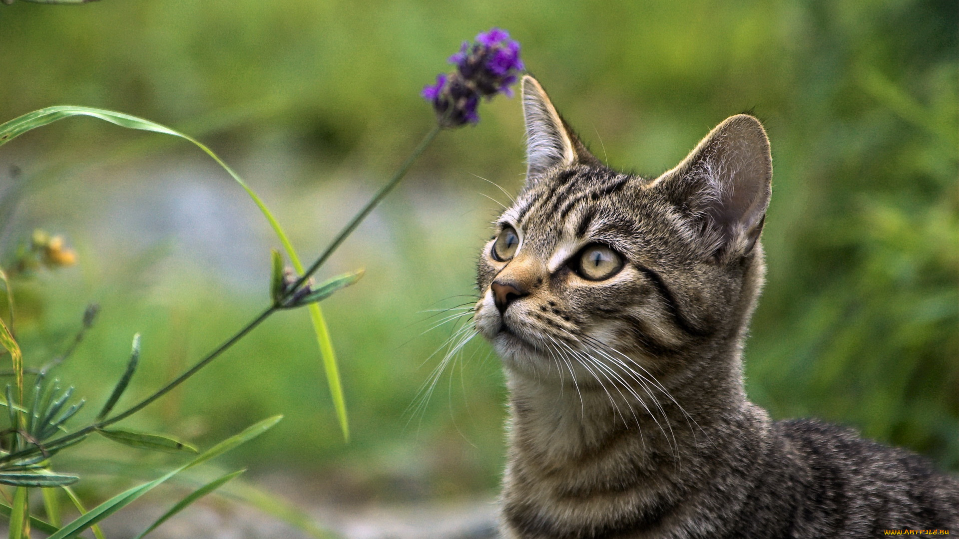 животные, коты