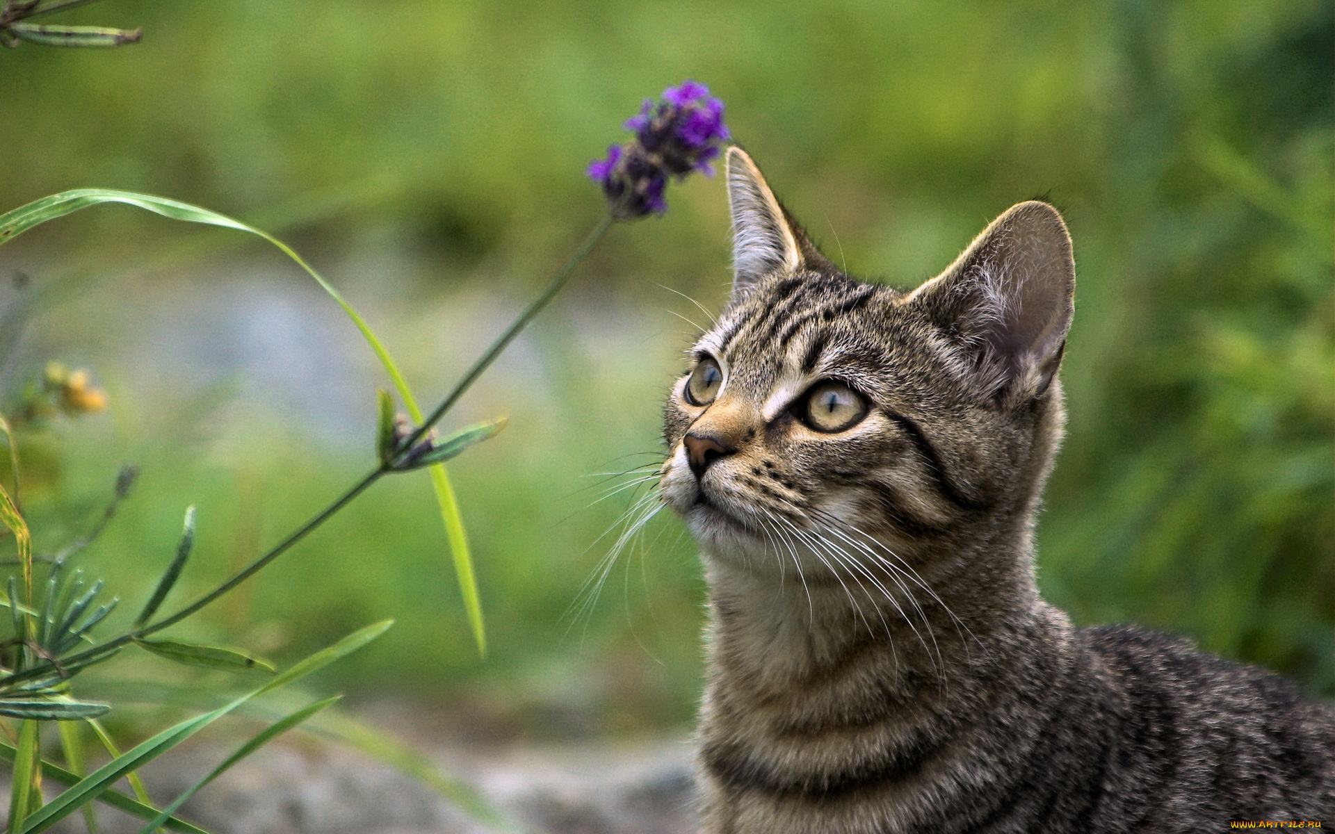 животные, коты