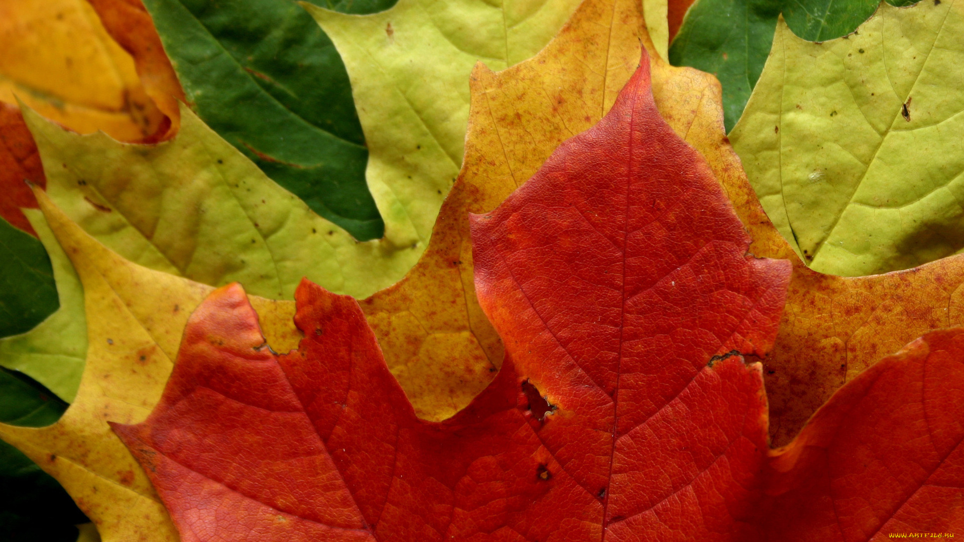 природа, листья, осень, листопад