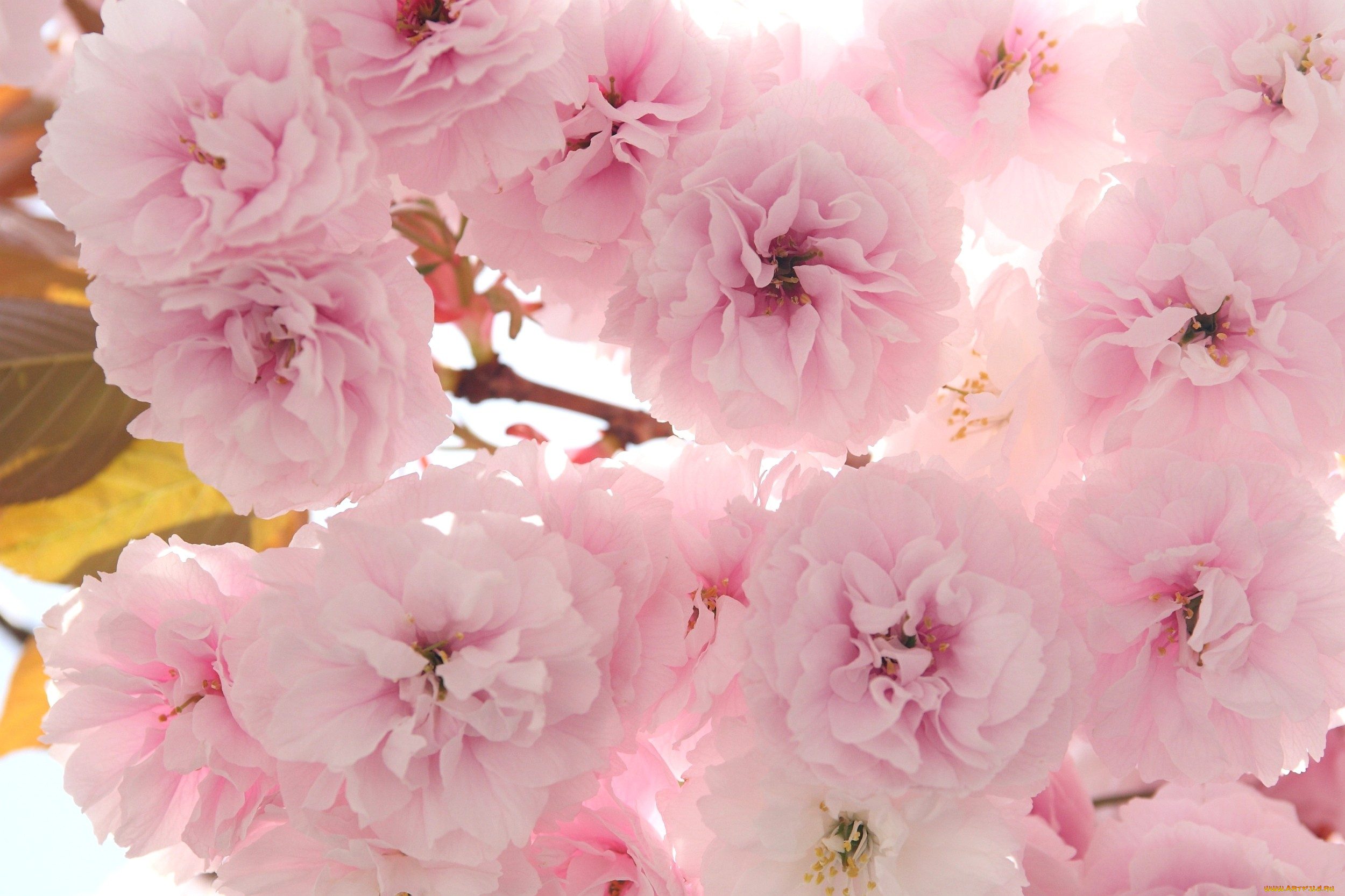 цветы, сакура, вишня, ветка, много, розовый, нежный