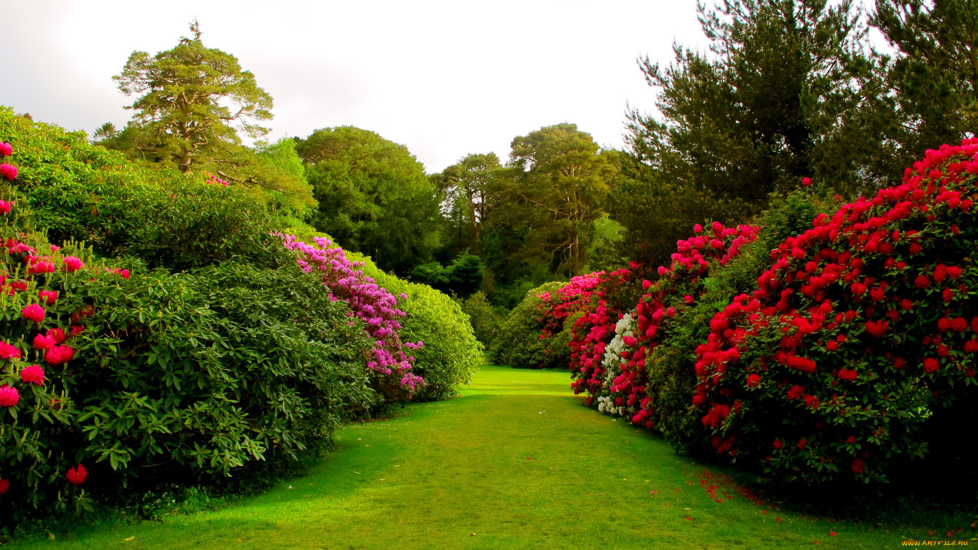 muckross, house, garden, ireland, природа, парк, сад