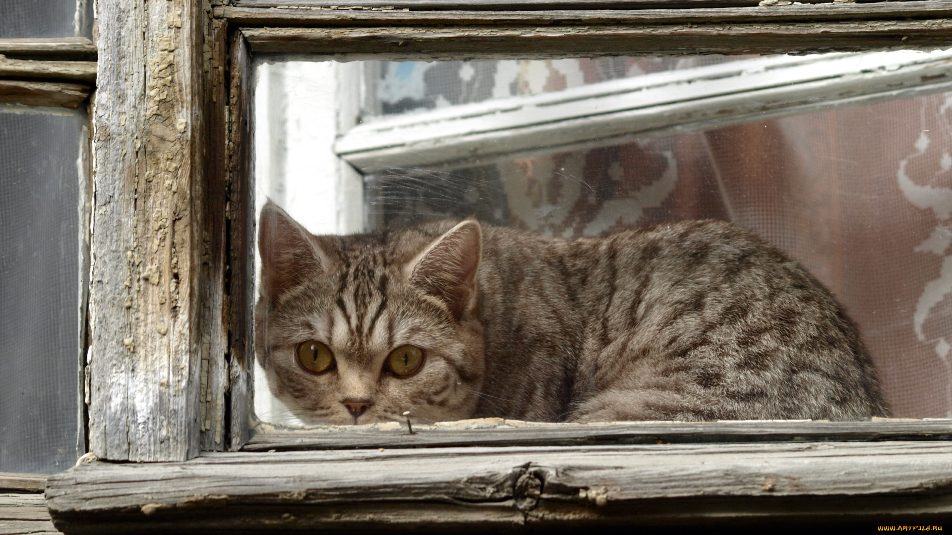 животные, коты, кошка, окно, взгляд