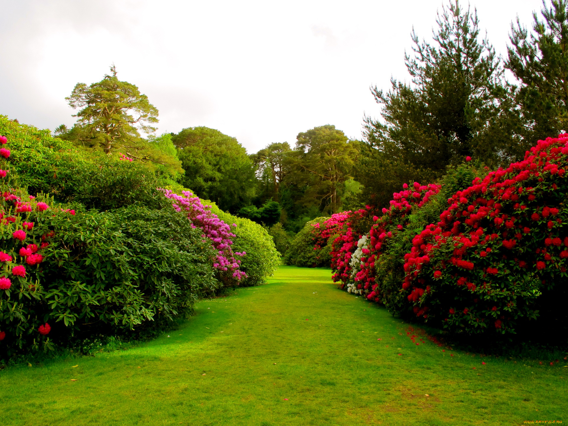 muckross, house, garden, ireland, природа, парк, сад