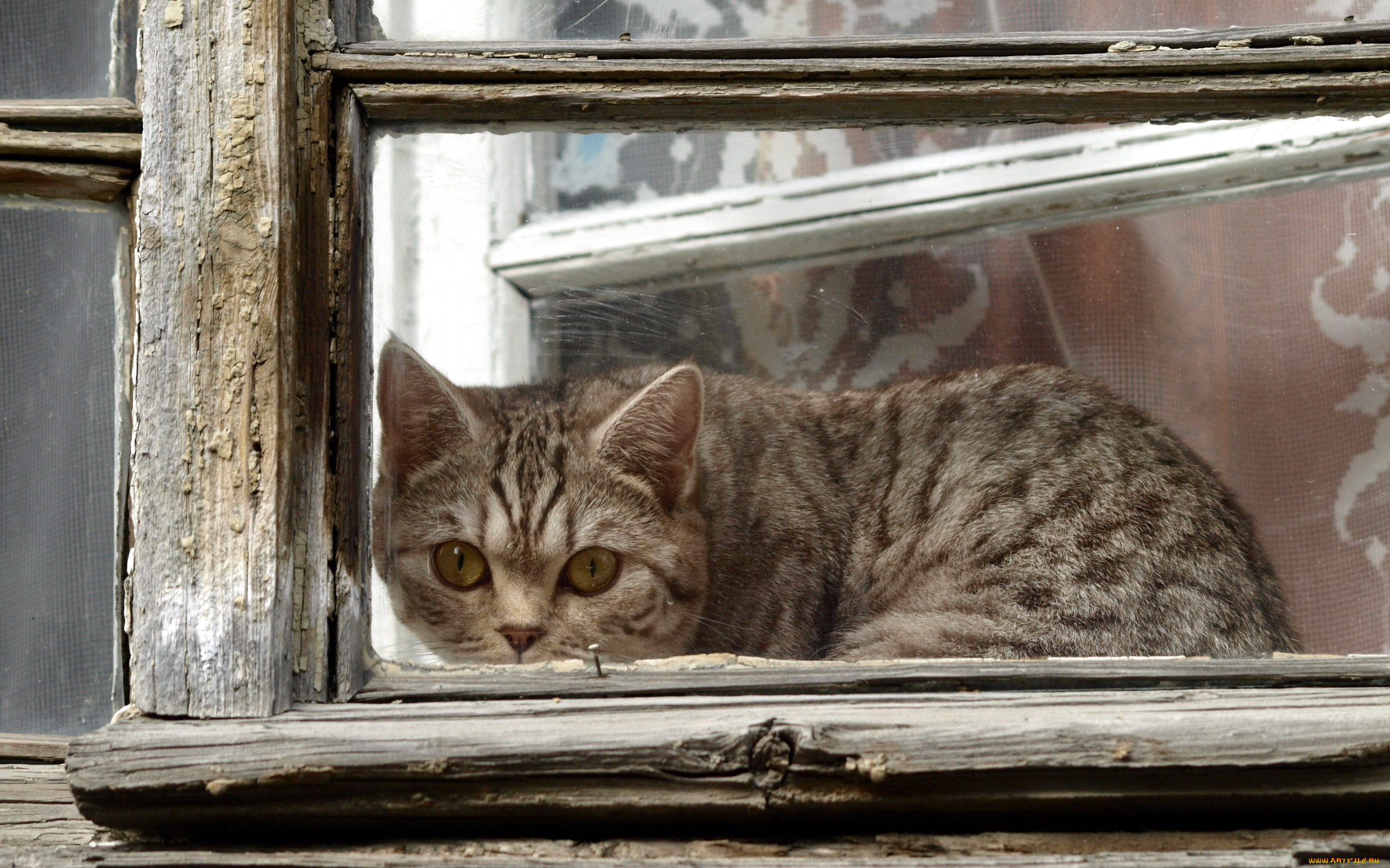 животные, коты, кошка, окно, взгляд