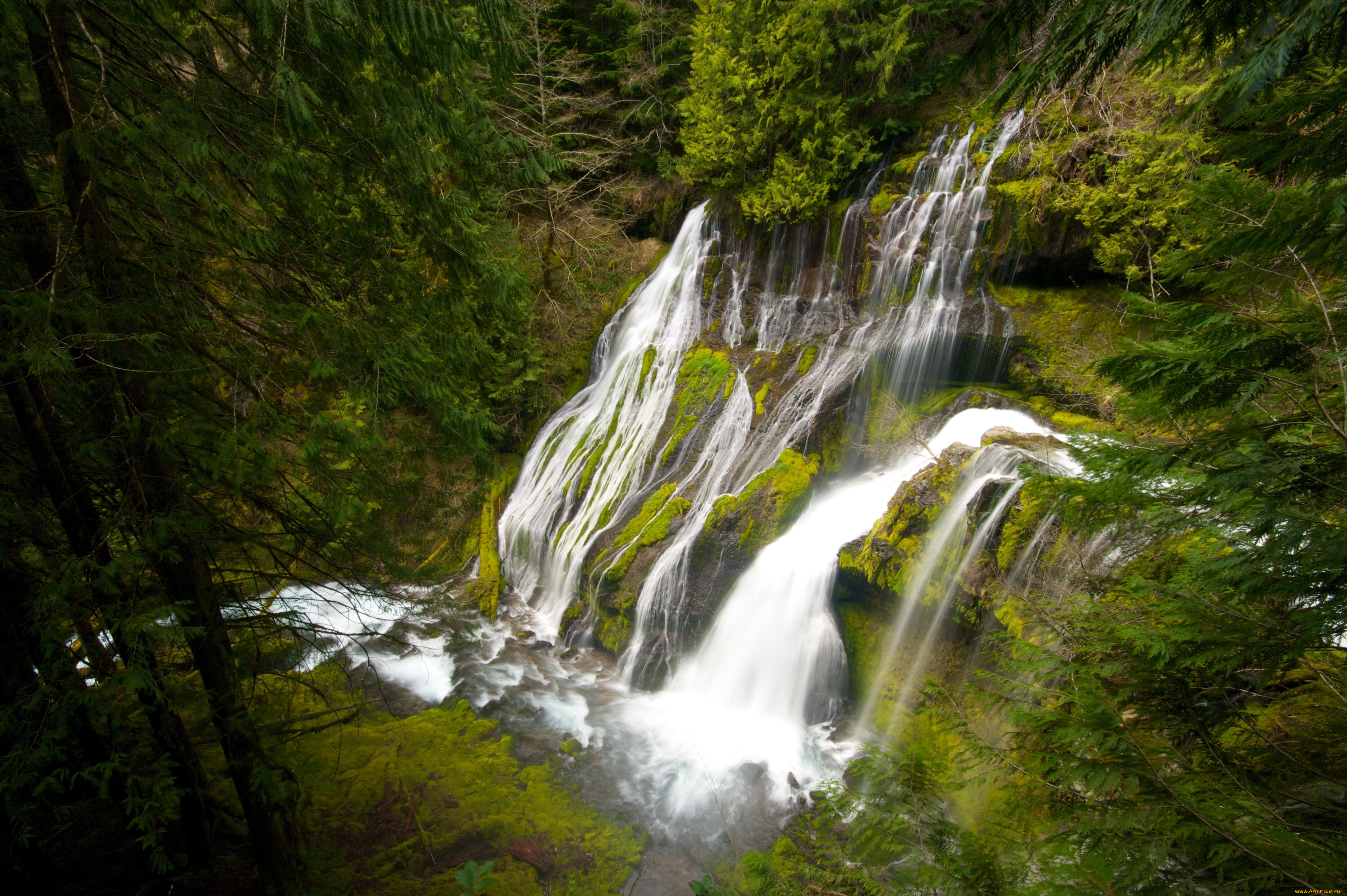 природа, водопады, usa, washington, panther, creek, falls, деревья, вода, сша, водопад, пантера, крик, лес