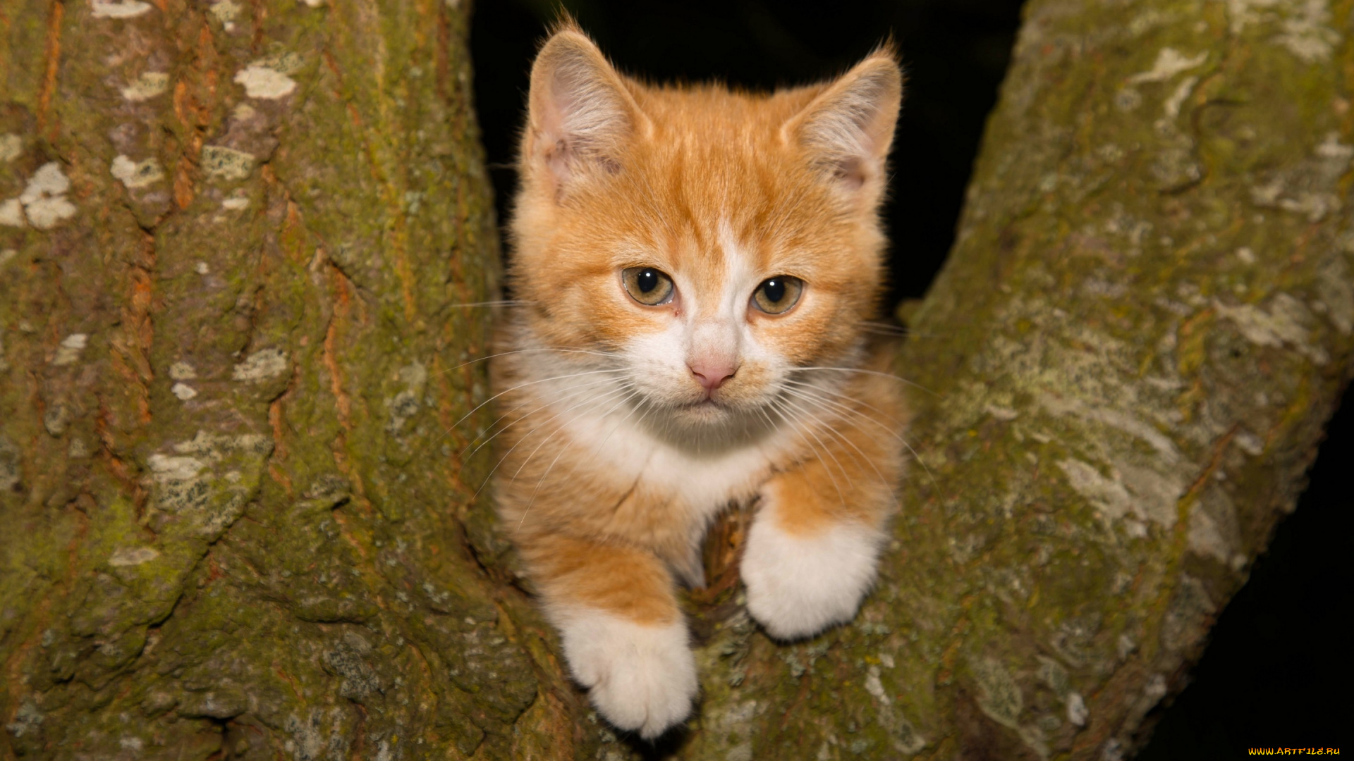 животные, коты, на, дереве, дерево, взгляд, рыжий, котёнок