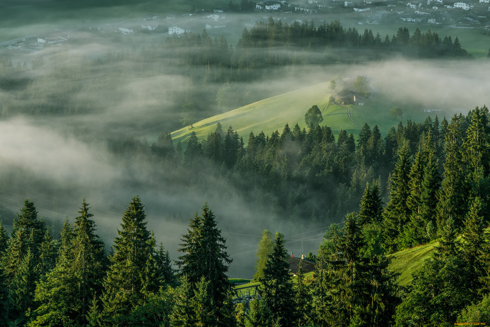 Fog. Туманный лес в Германии. Лес в тумане. Хвойный лес. Тайга в тумане.