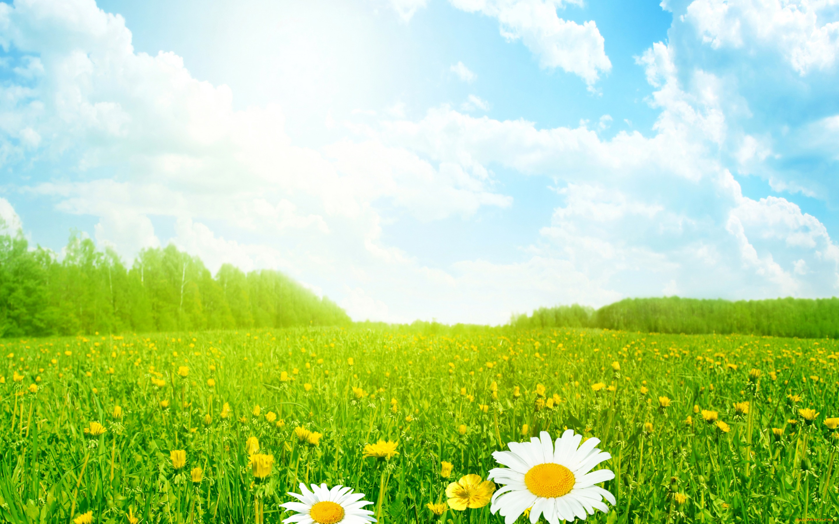 цветы, луговые, , полевые, , цветы, лето, поле, луг, трава, небо, солнце, ромашки, облака
