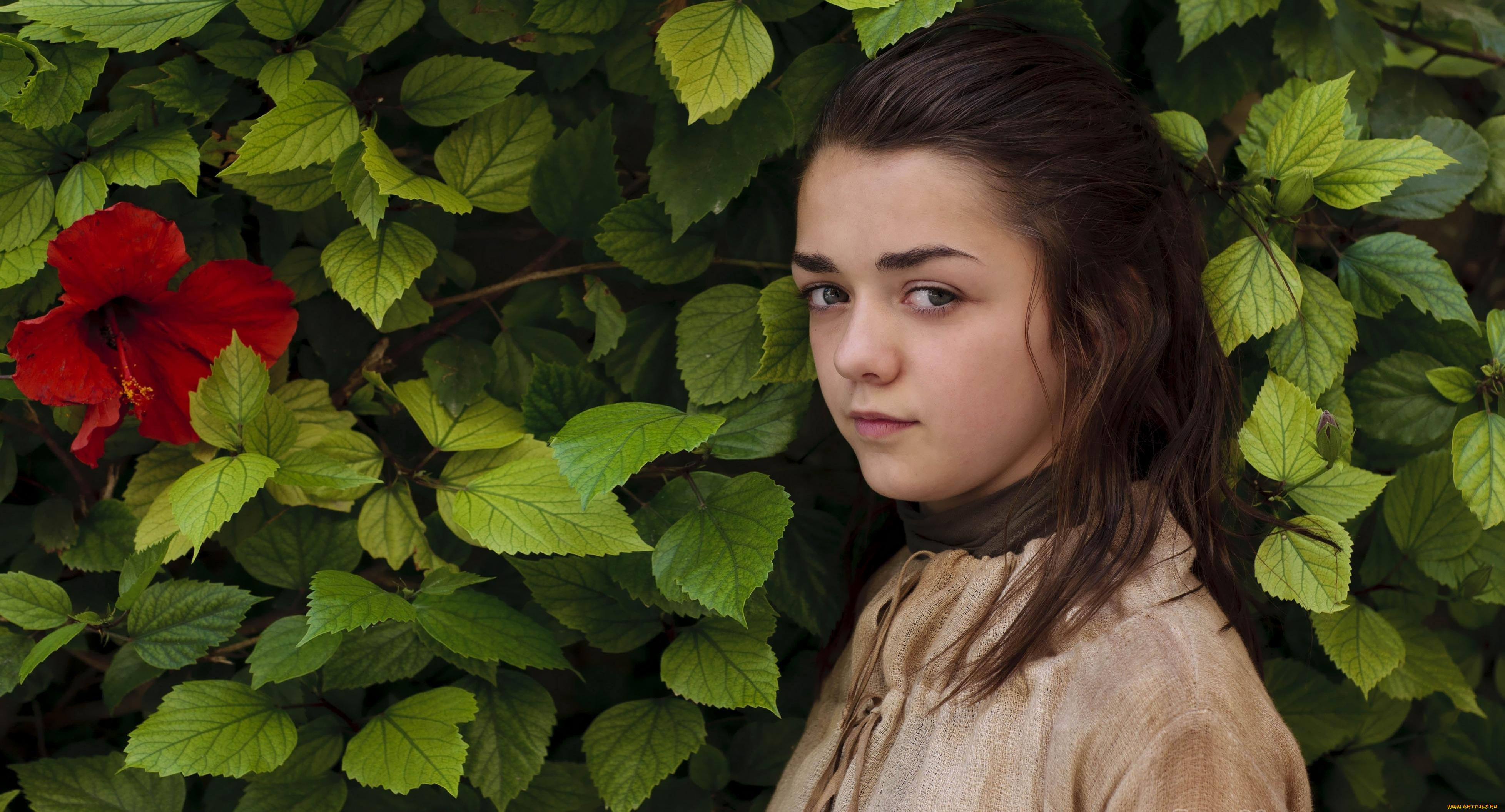 maisie, williams, девушки, цветок, гибискус, листья, взгляд, актриса