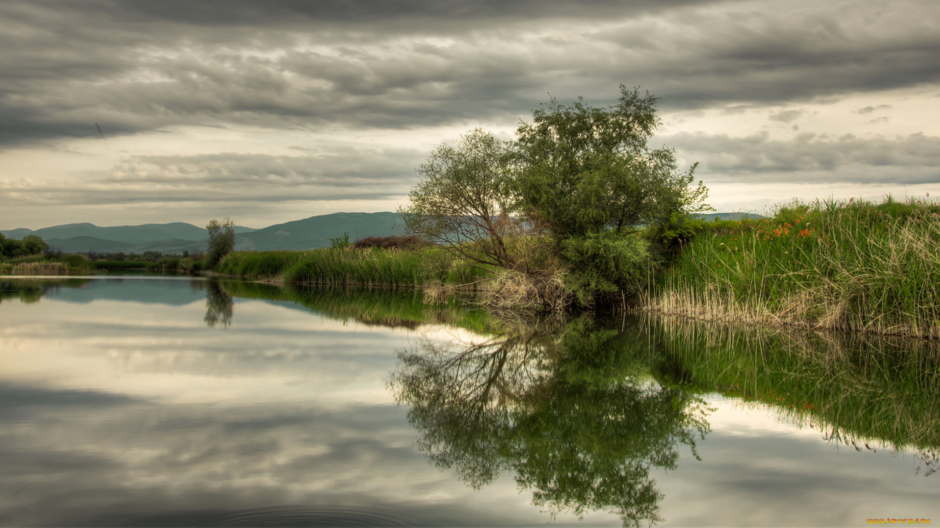 природа, реки, озера, лес, река