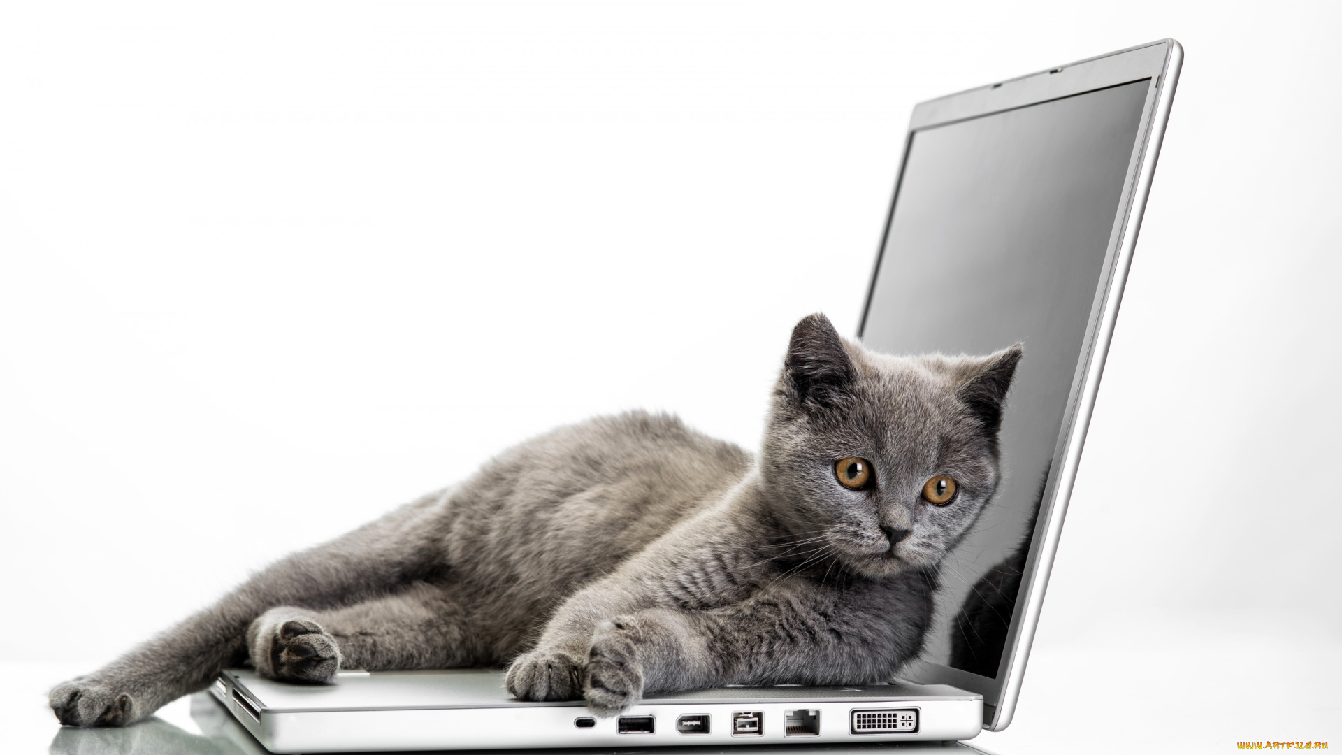 животные, коты, laptops, ноутбук, cats, кот, glance