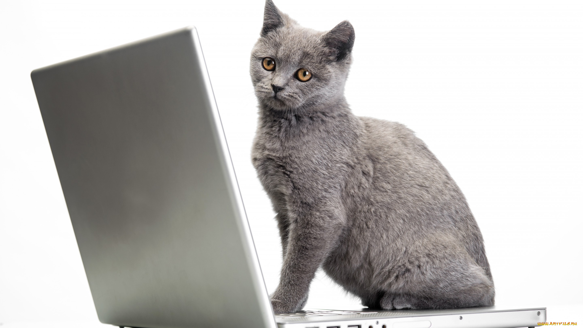 животные, коты, ноутбук, laptops, cats, glance, кот