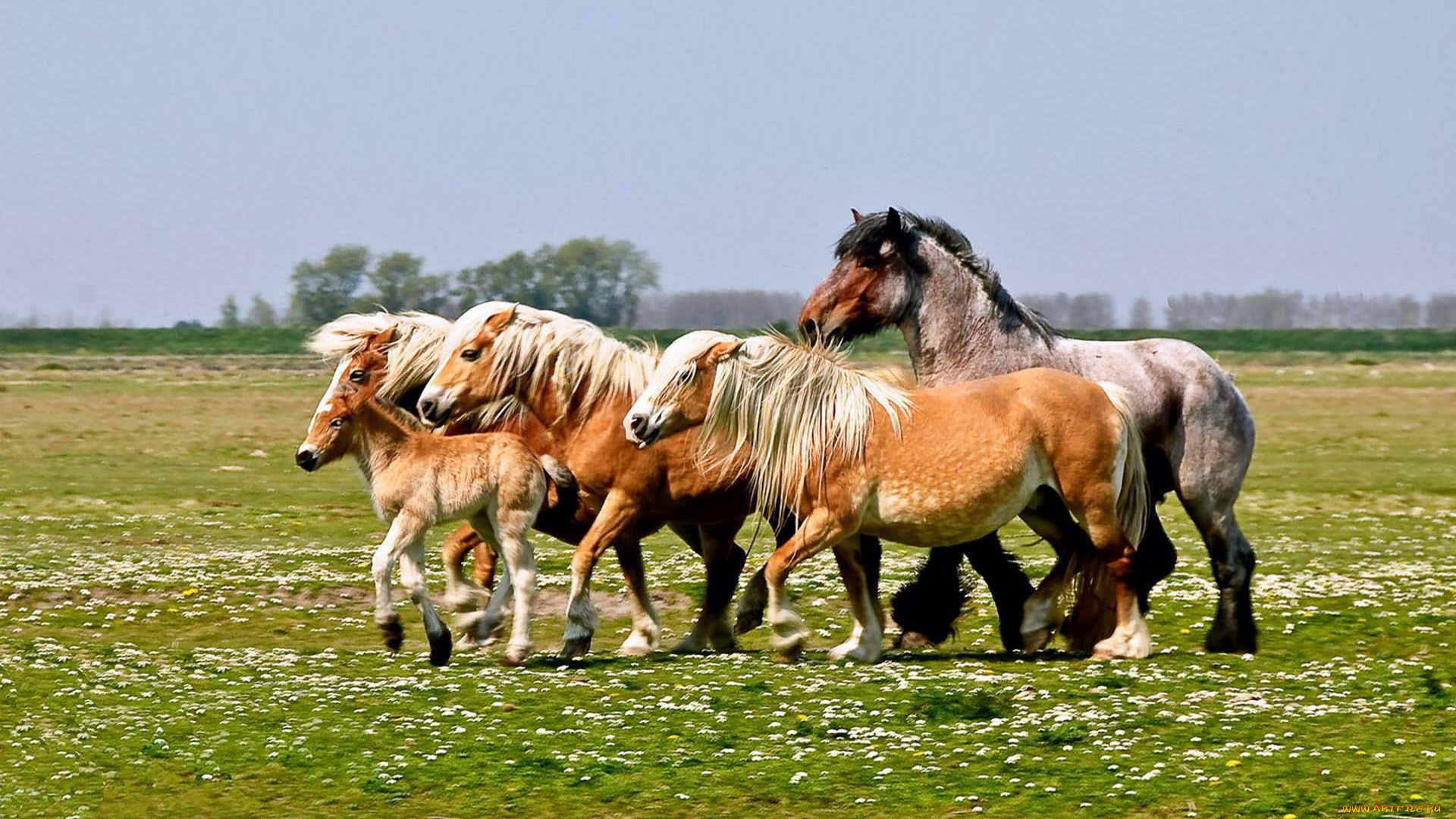 животные, лошади, кони, жеребенок, луг