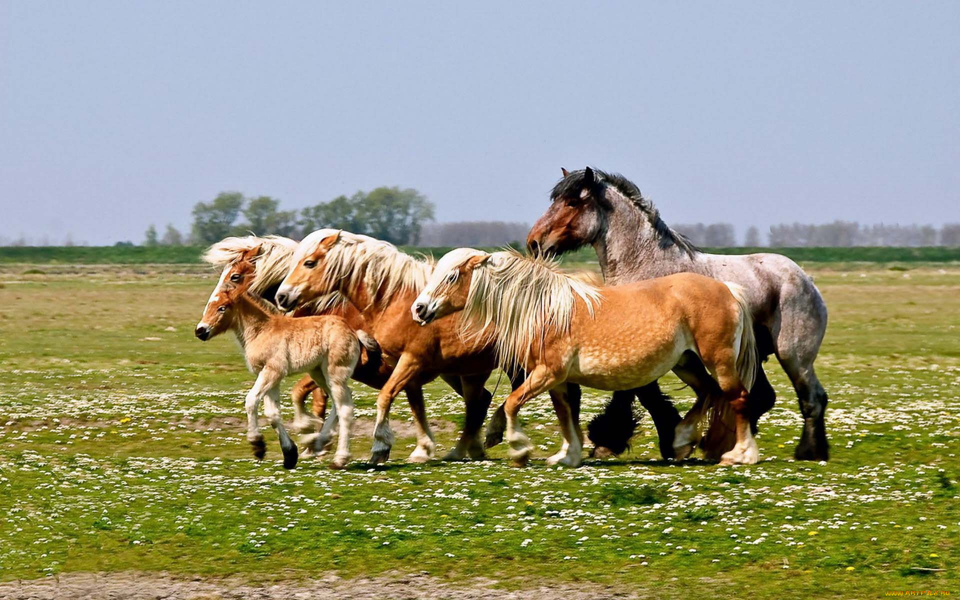 животные, лошади, кони, жеребенок, луг