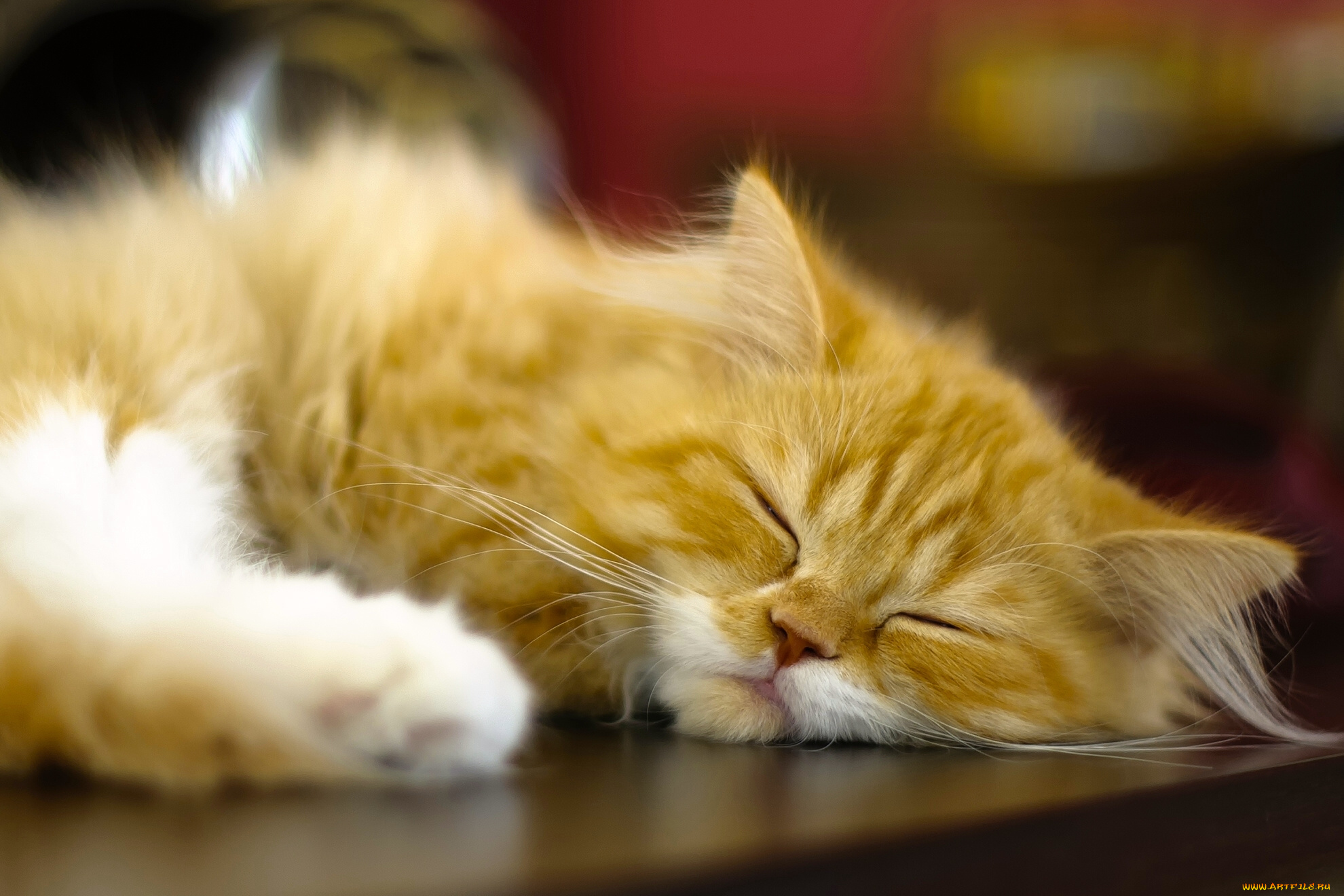 животные, коты, рыжая, спящая, сон, кошка, персидская