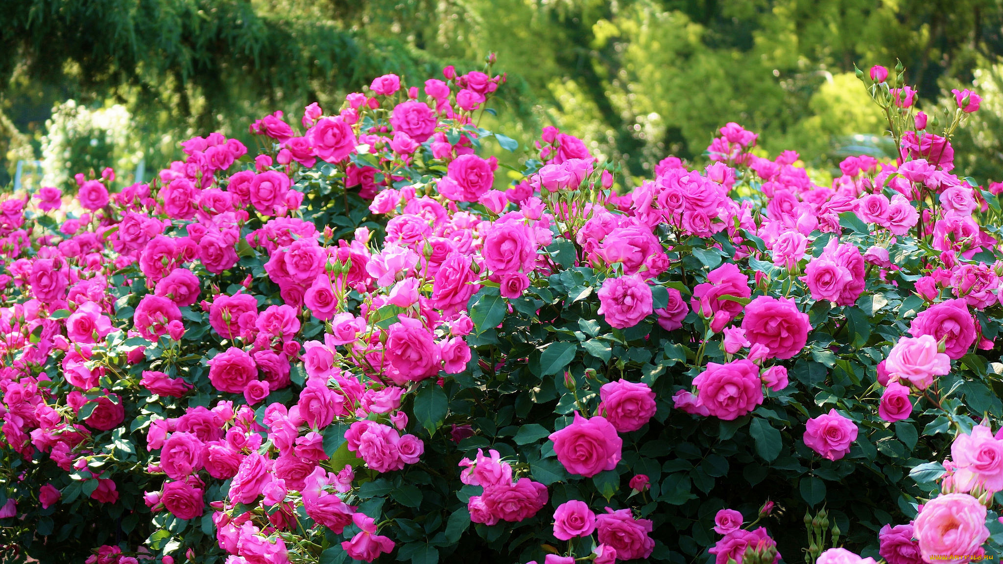 Красивый куст роз. Розы кустовые садовые.