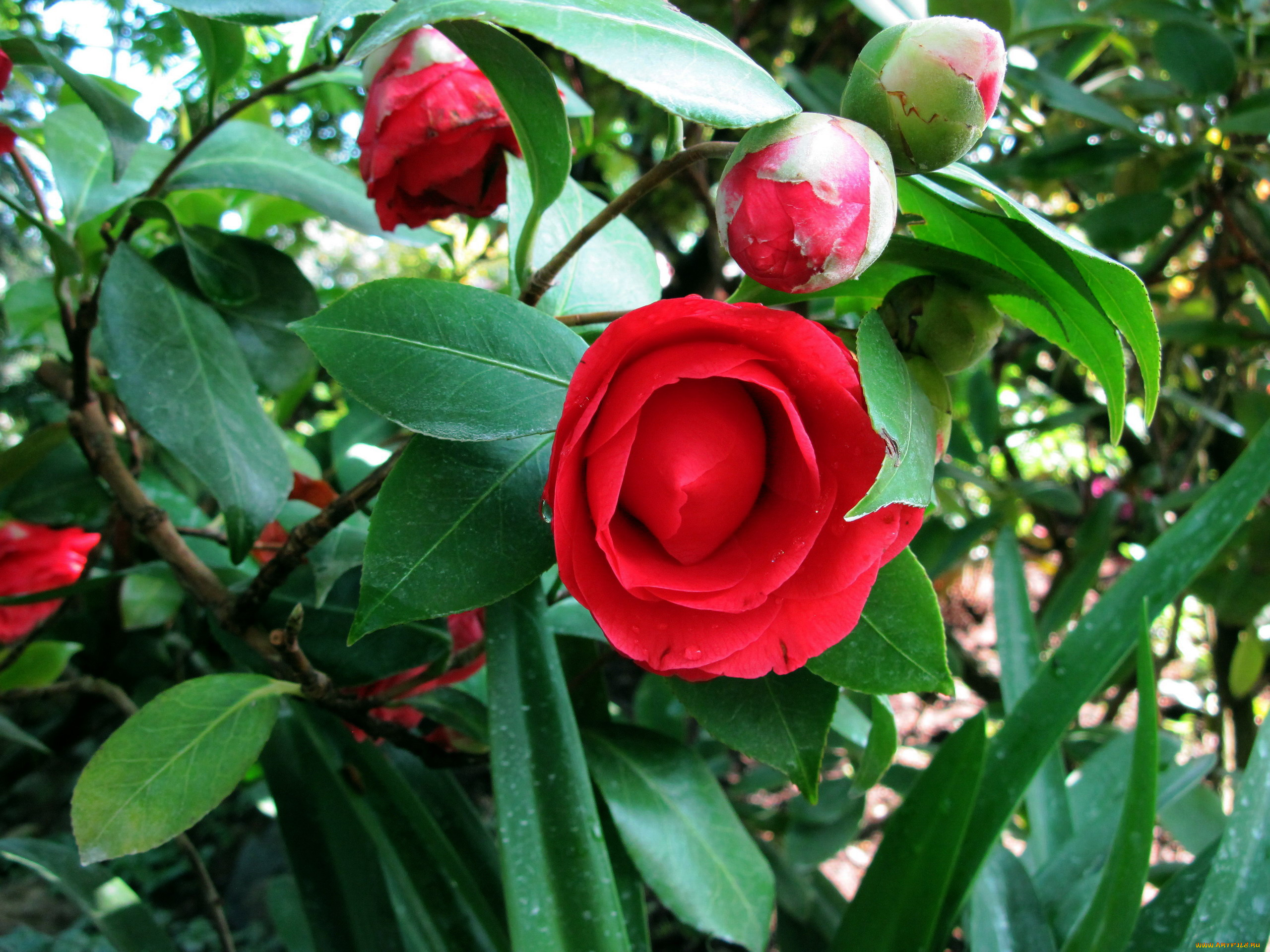 Камелия цветок фото садовая в средней полосе