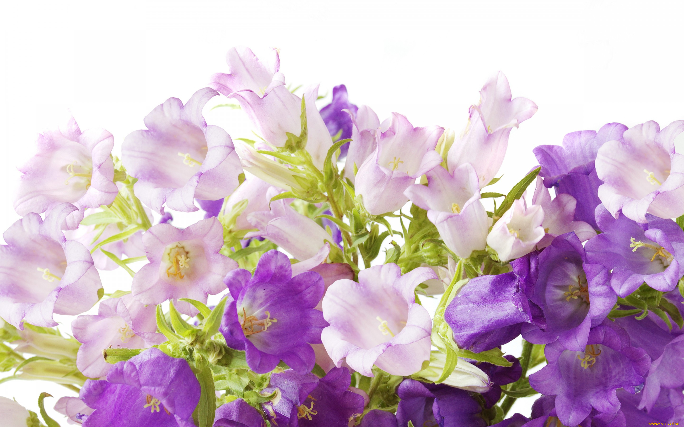 цветы, колокольчики, фиолетовые, flowers, campanula