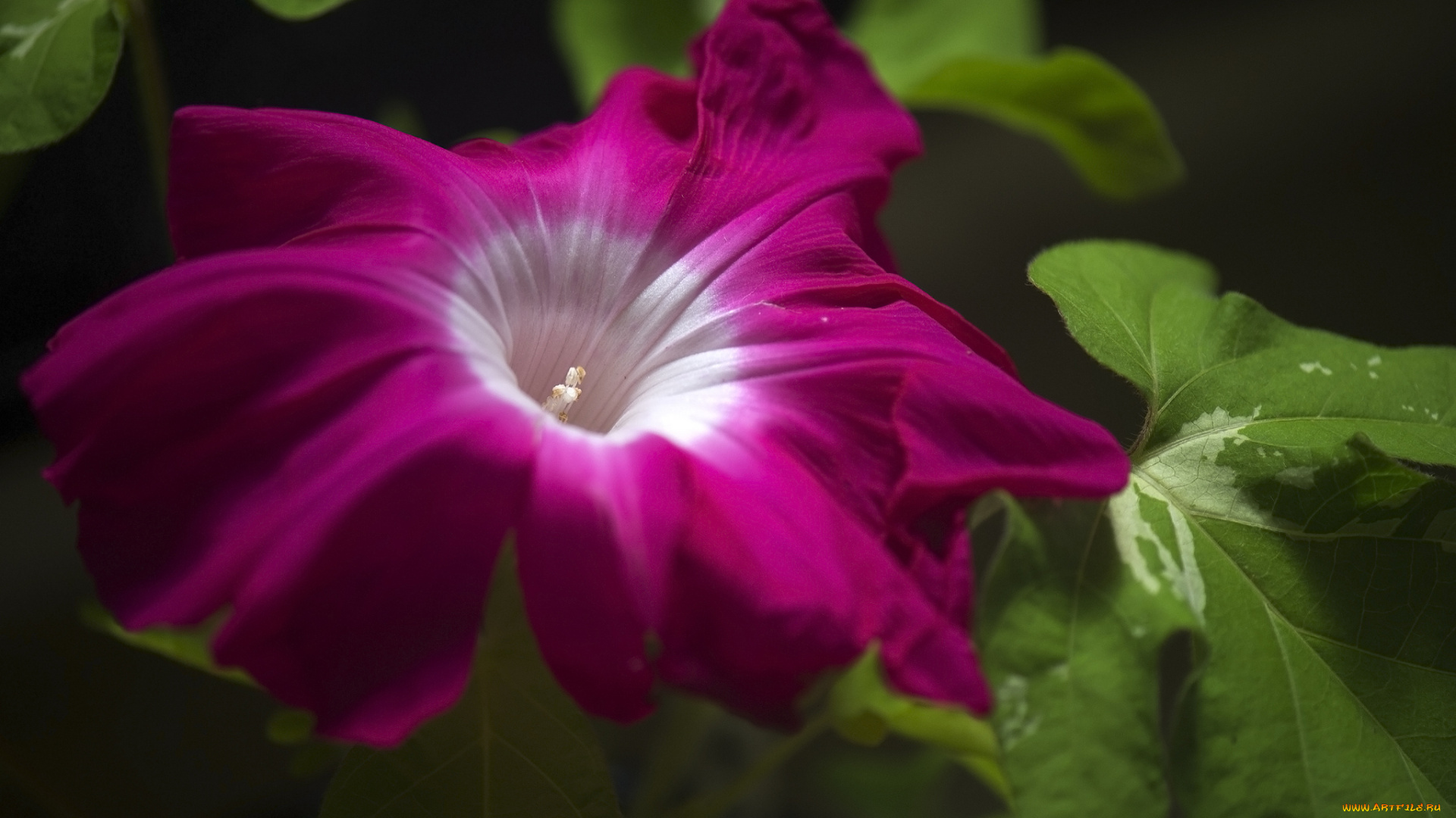 цветы, петунии, , калибрахоа, brightness, color, petunia, цвет, яркость, петуния, flowers