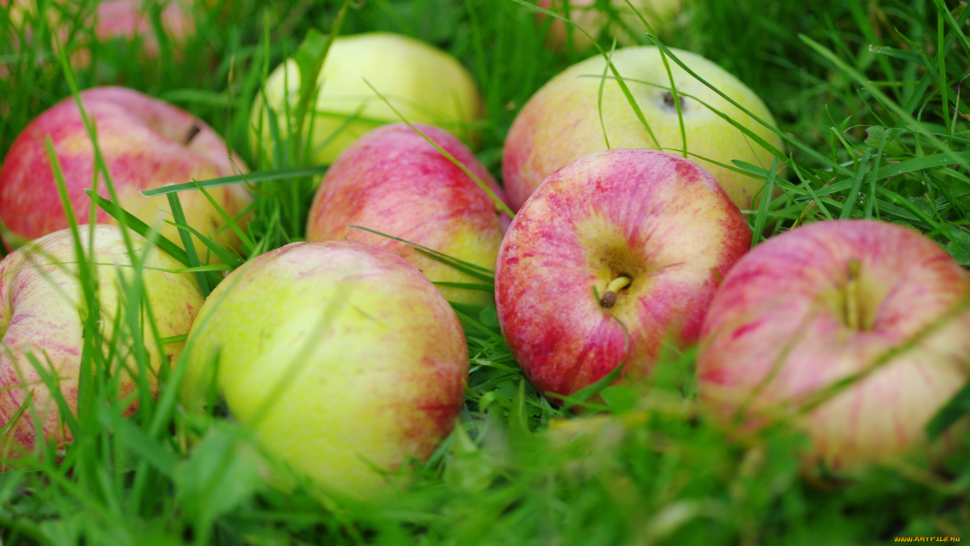 еда, Яблоки, трава, зелено-розовый, яблоки, природа