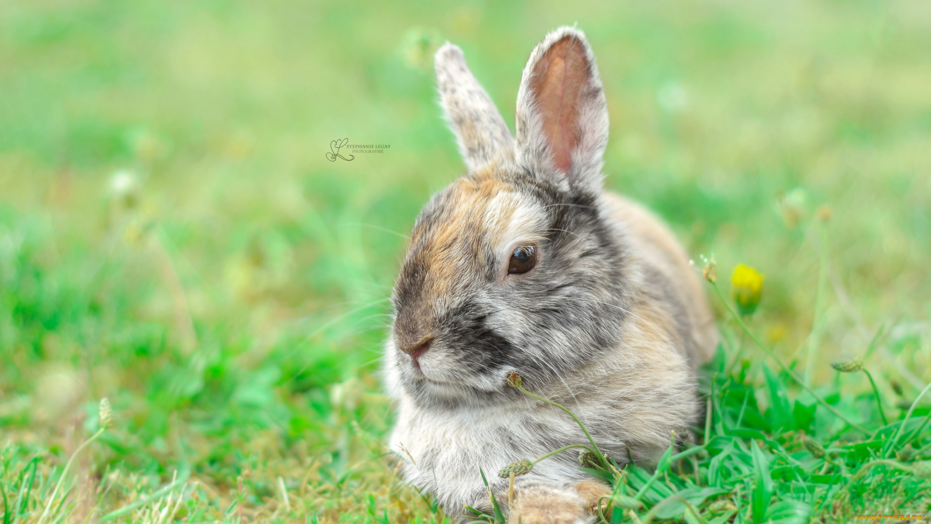 животные, кролики, , зайцы, кролик, природа, трава, ушки, животное