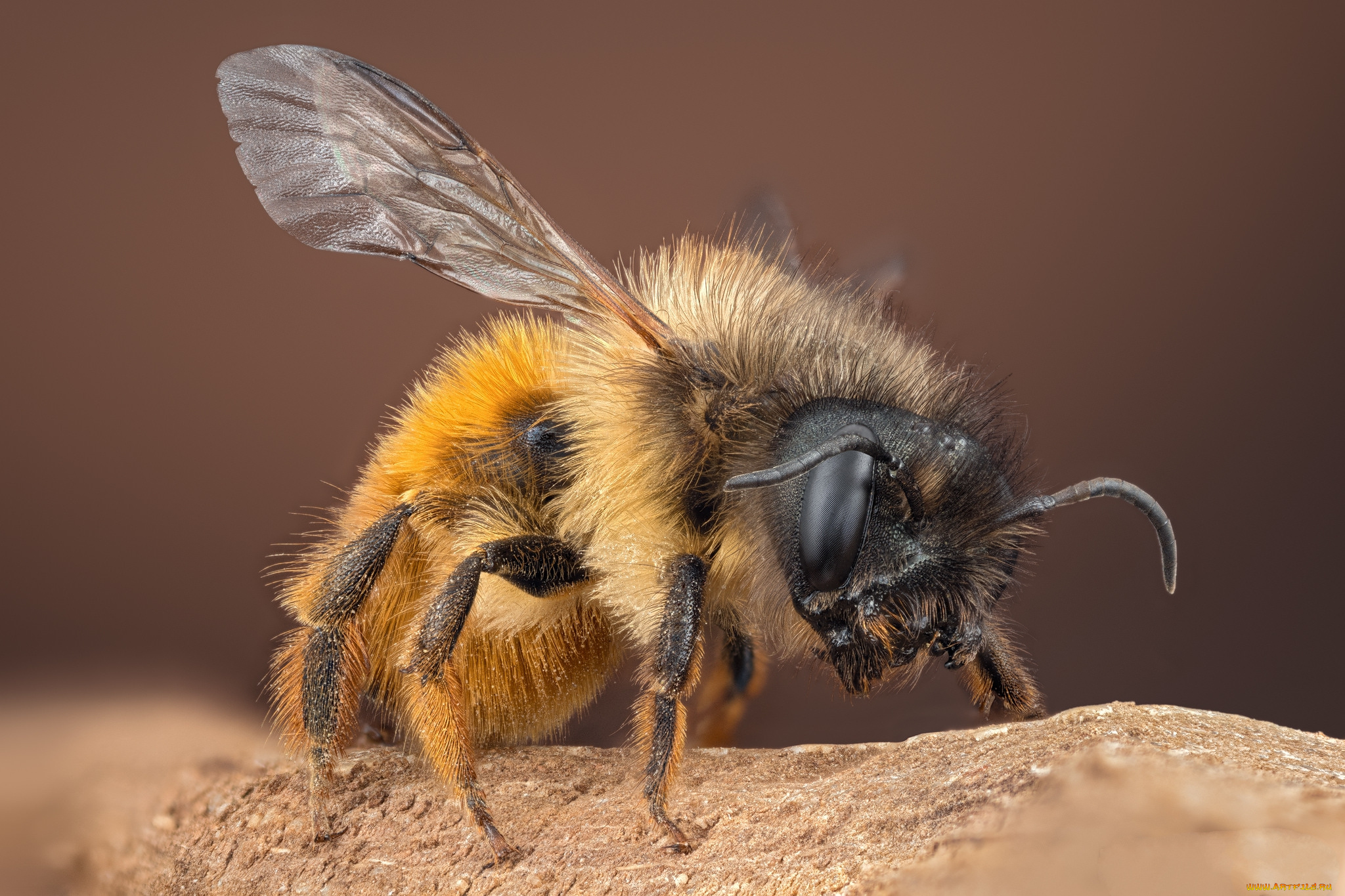 животные, пчелы, , осы, , шмели, пчела