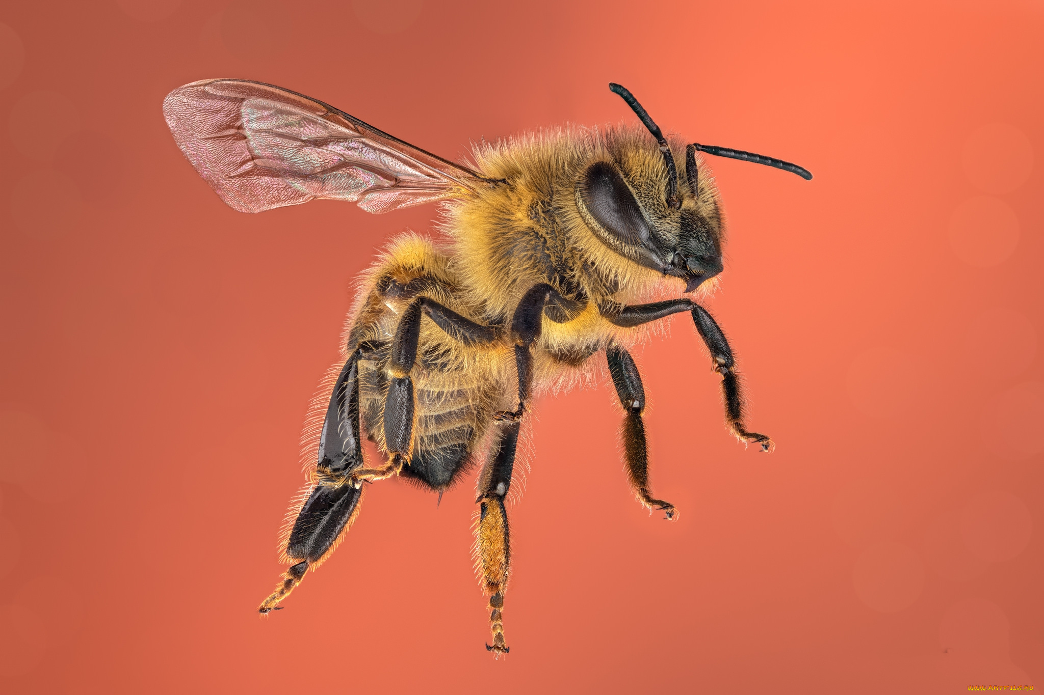 животные, пчелы, , осы, , шмели, пчела