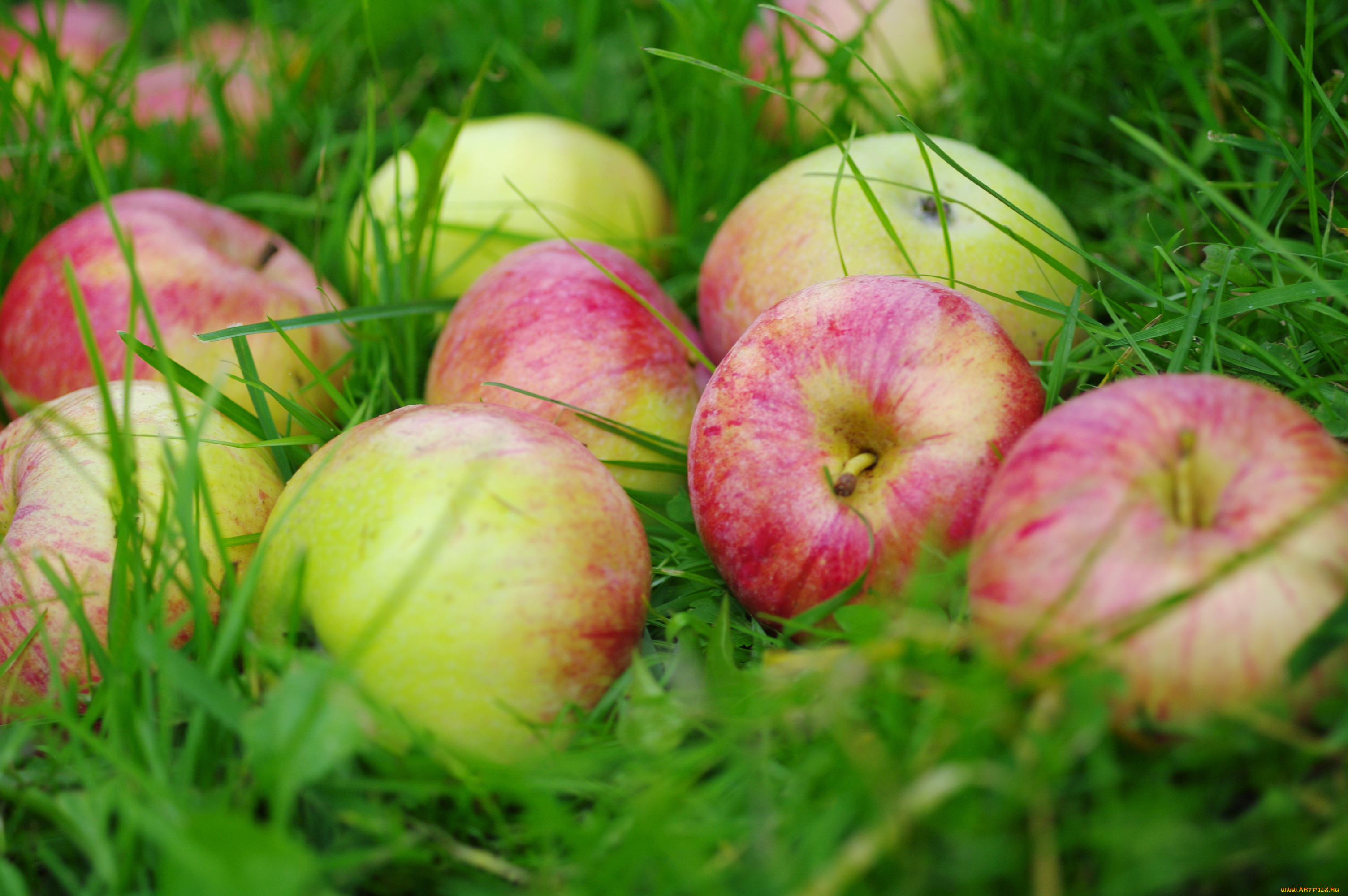 Замечены яблоки. Яблоко Бельфлер. Яблоки в саду. Яблоки на траве. Заставка на рабочий стол яблоко.