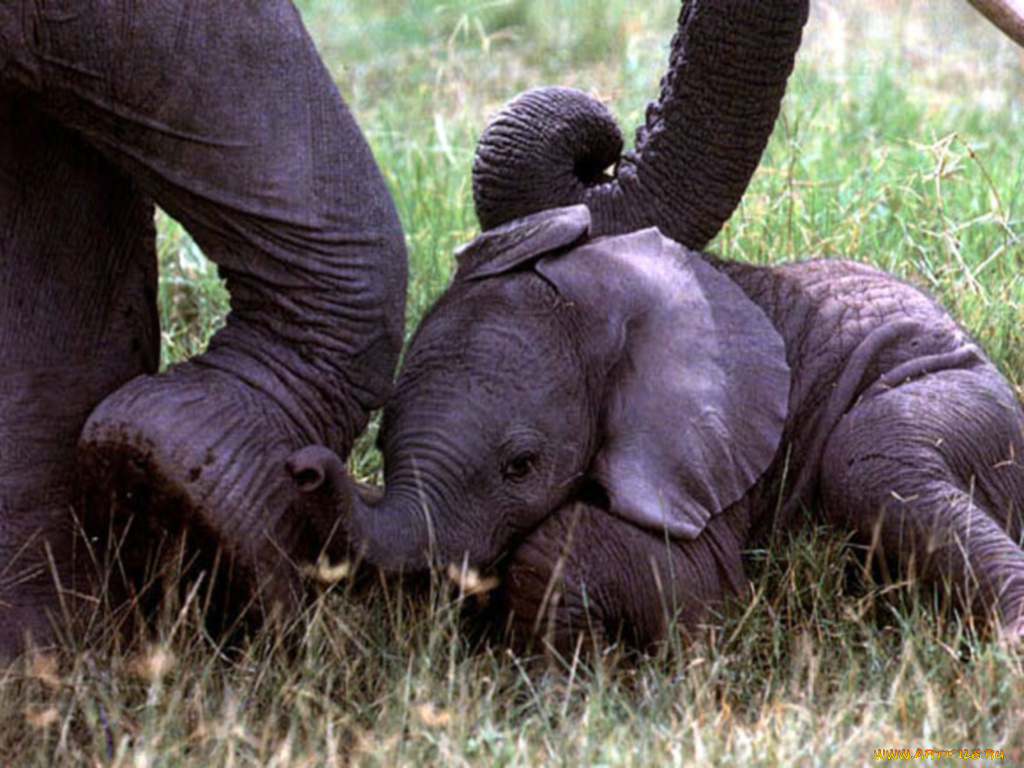 животные, слоны