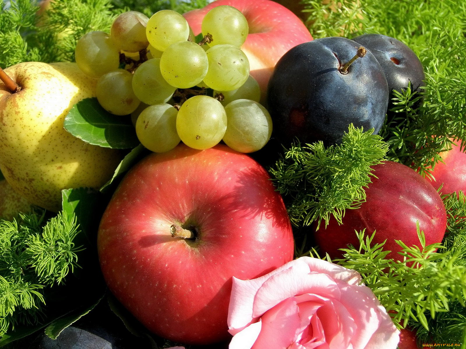 еда, фрукты, ягоды, роза, виноград, груша, яблоки, сливы