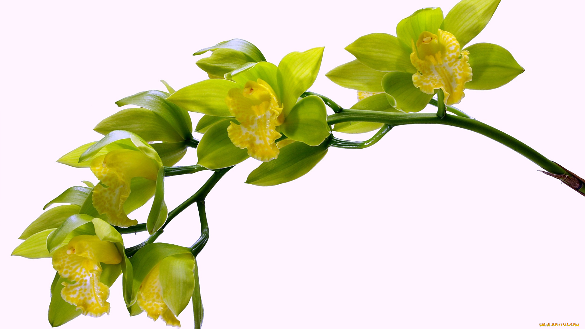 цветы, орхидеи, ветка, зеленый