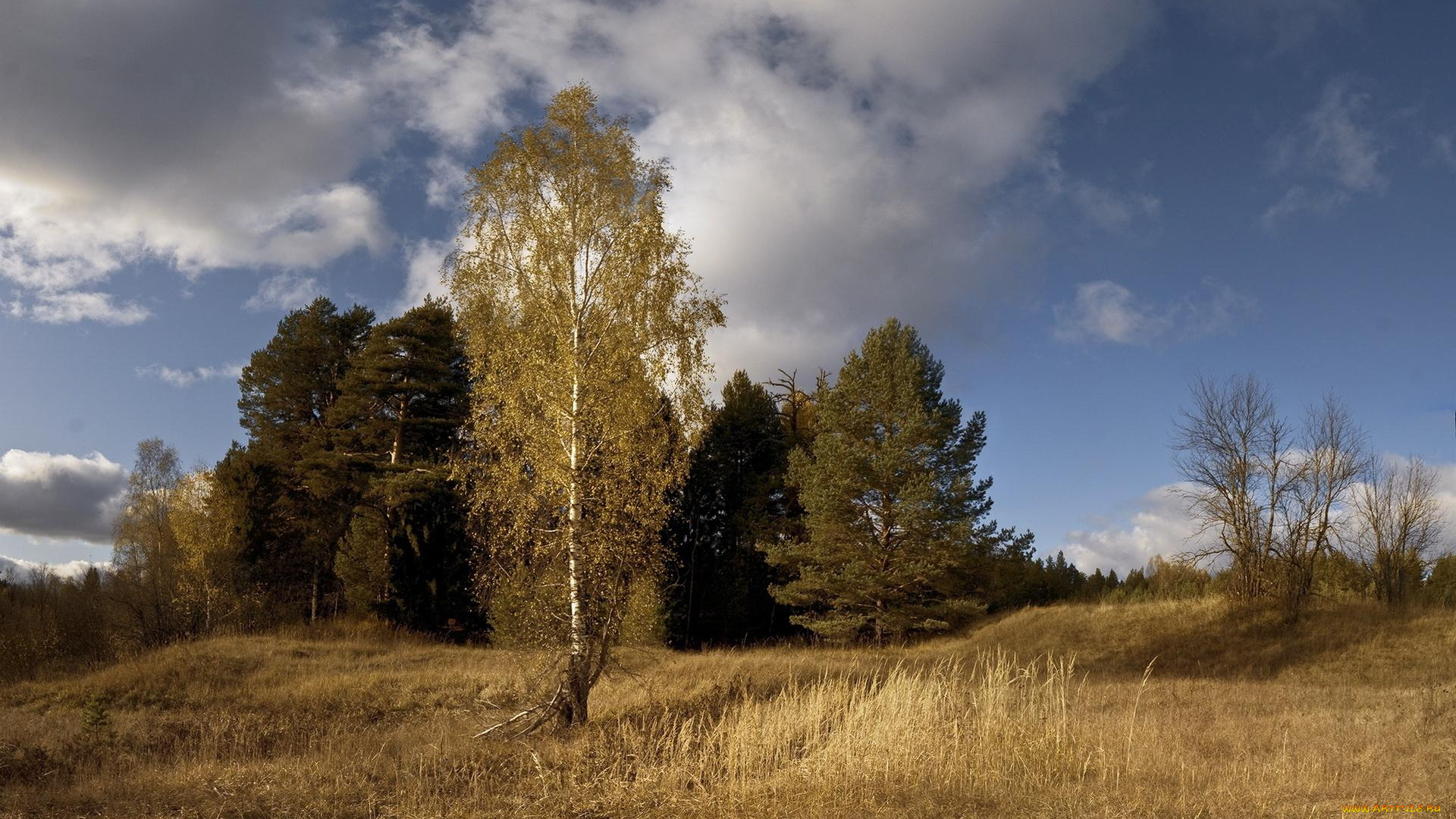 природа, деревья, облака, берёза