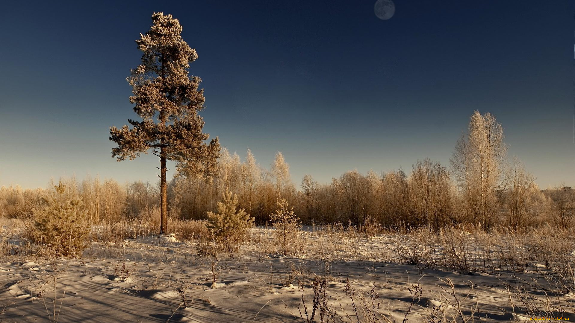 природа, деревья, песок