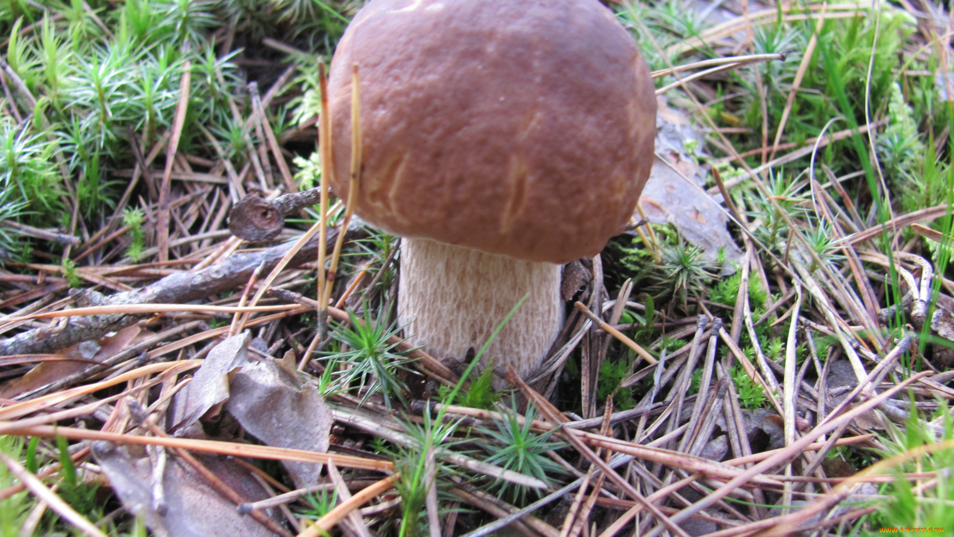 природа, грибы, белая, ножка, коричневая, шляпка