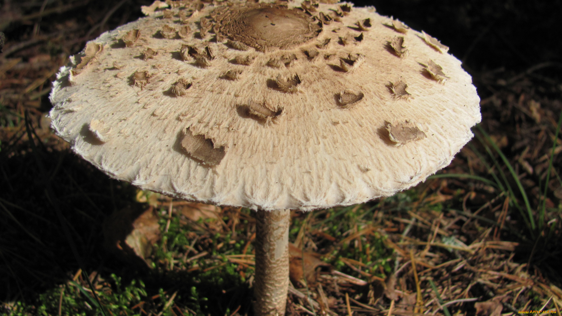 природа, грибы, зонтик