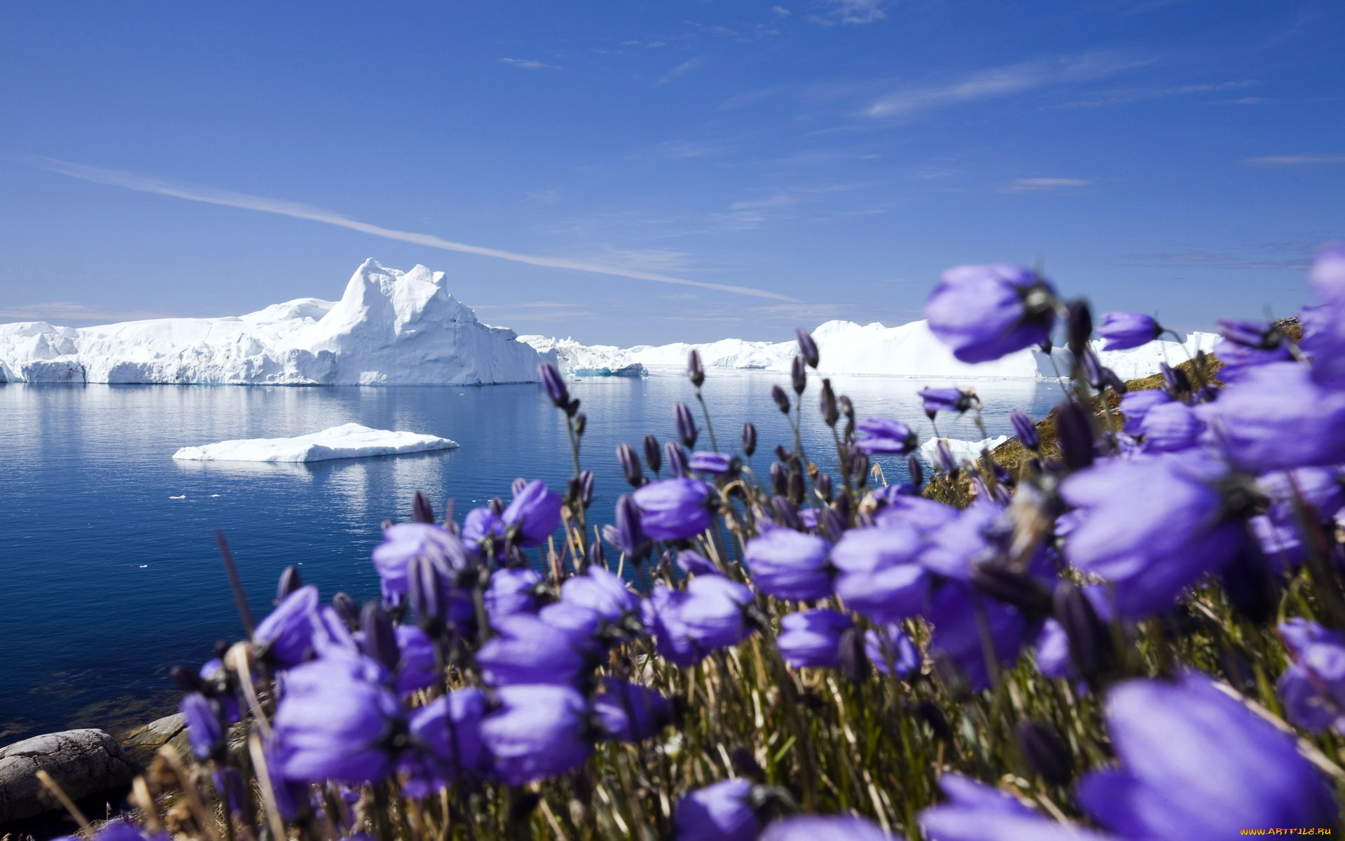 природа, айсберги, ледники, побережье, цветы, море