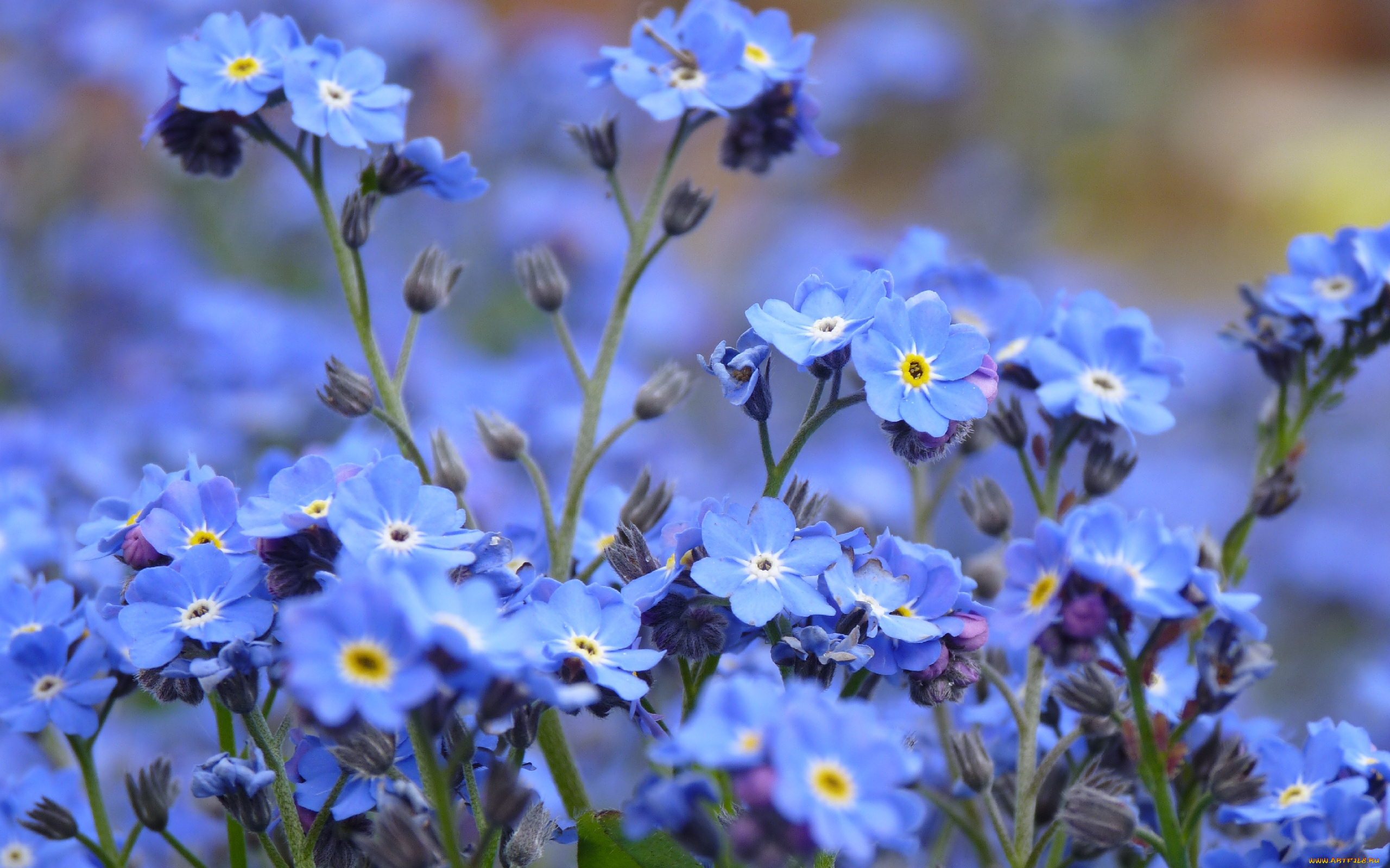 цветы, незабудки, голубые, много