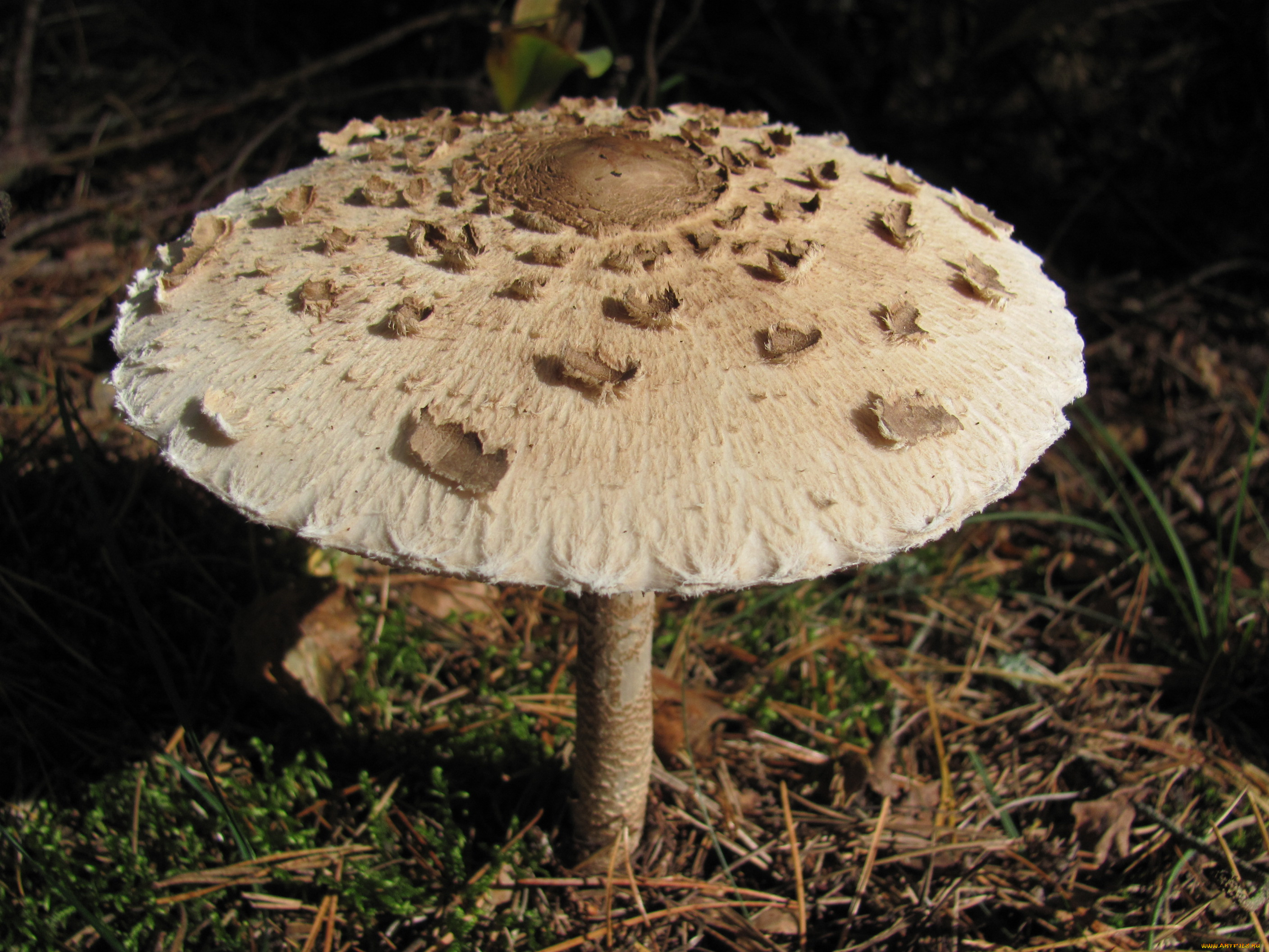 природа, грибы, зонтик