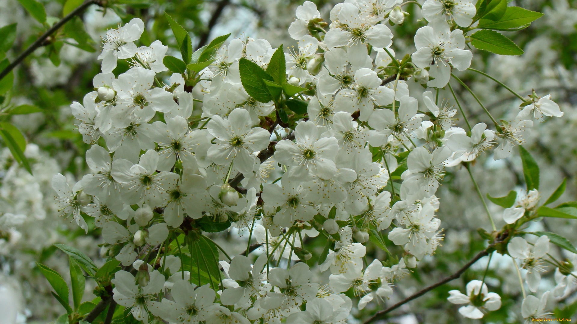 вишня, цветы, сакура