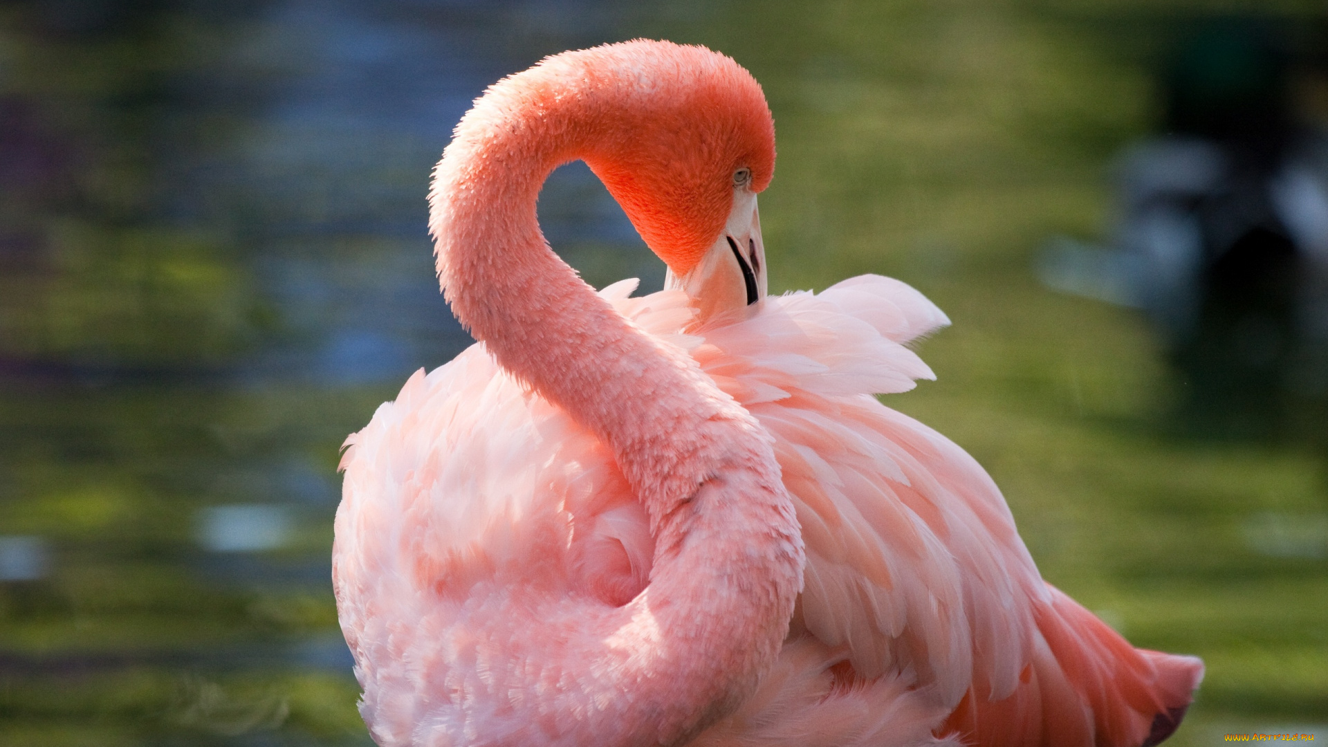 животные, фламинго, чистка, перьев, розовый