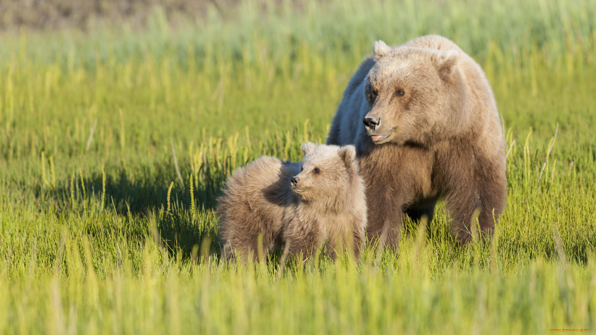 животные, медведи, трава, луг, материнство, медвежонок, медведица