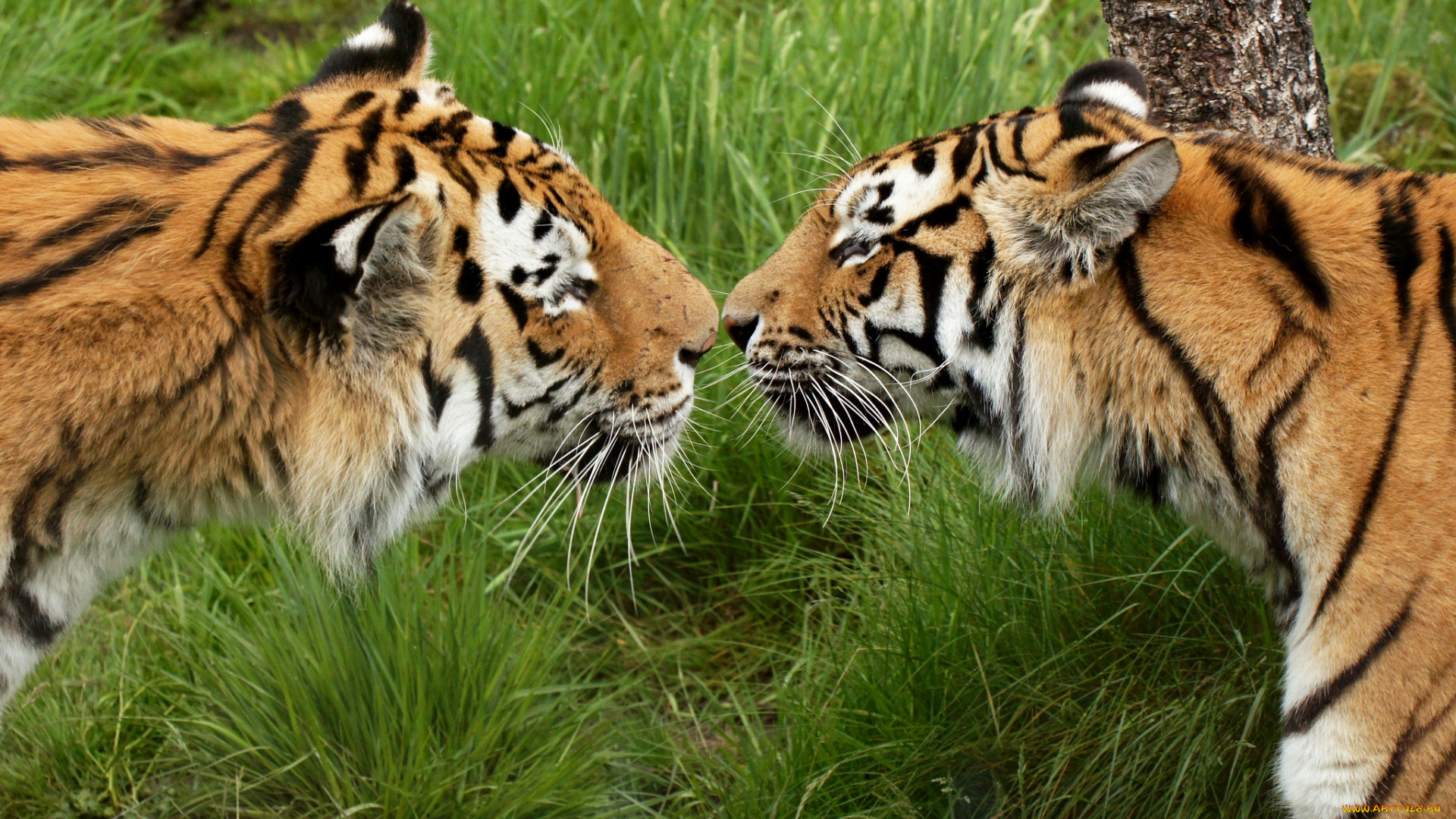 животные, тигры, поцелуй