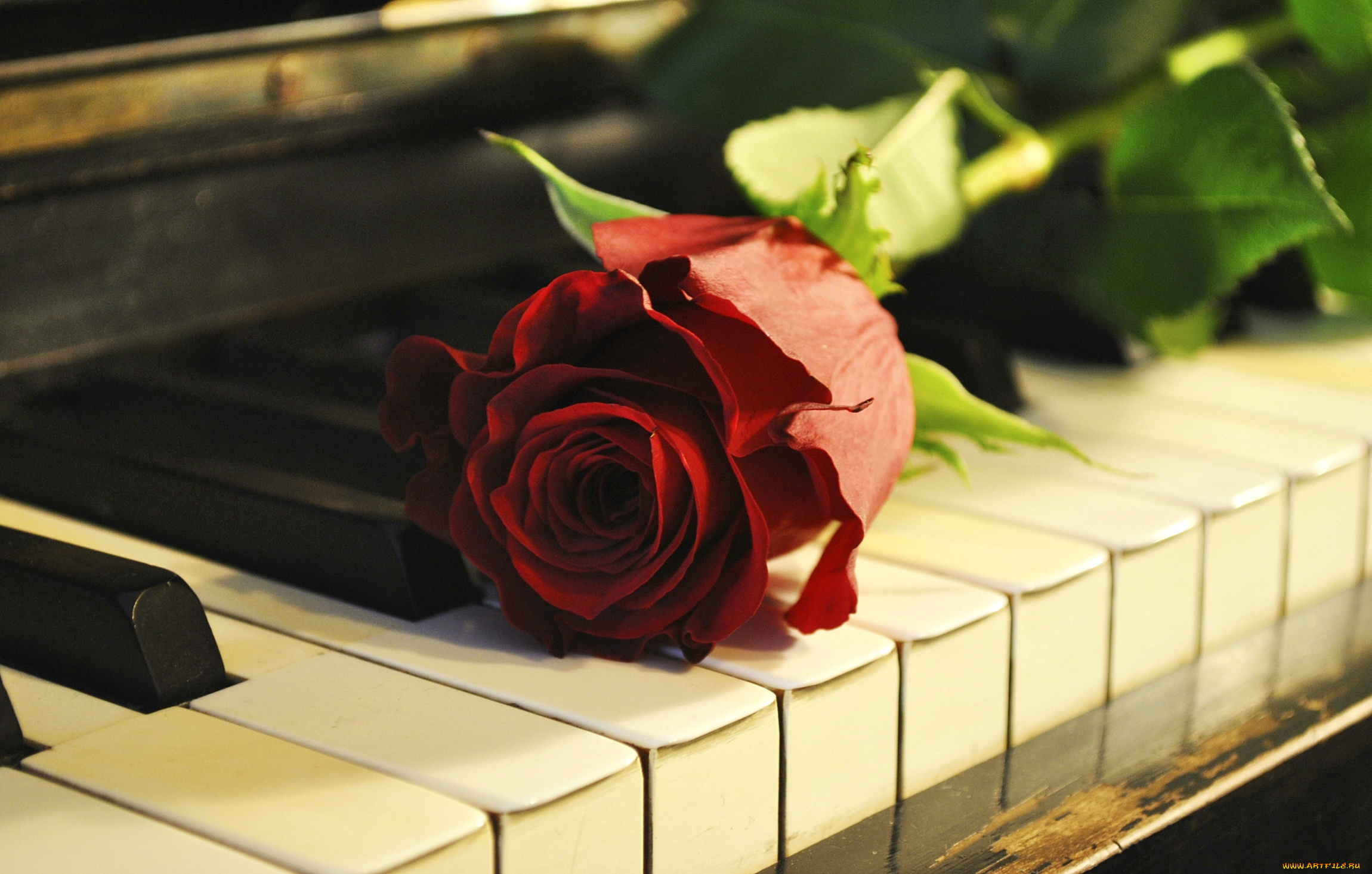 цветы, розы, пианино, бутон, клавиши