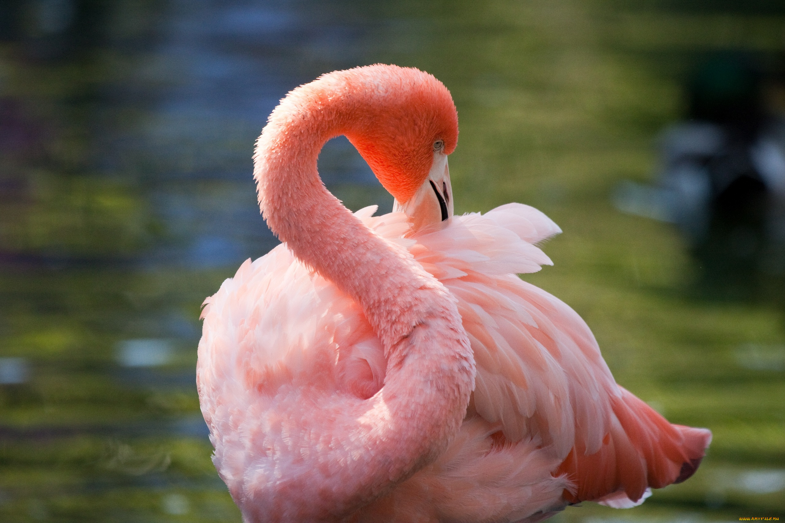 животные, фламинго, чистка, перьев, розовый