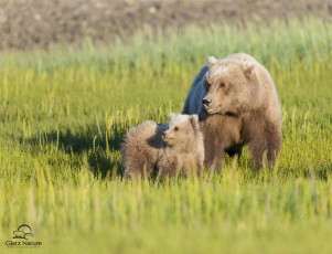 Картинка животные медведи трава луг материнство медвежонок медведица