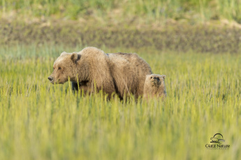 Картинка животные медведи медвежонок медведица