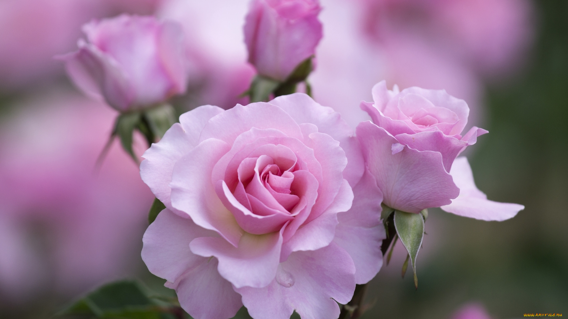 цветы, розы, розовый, красота
