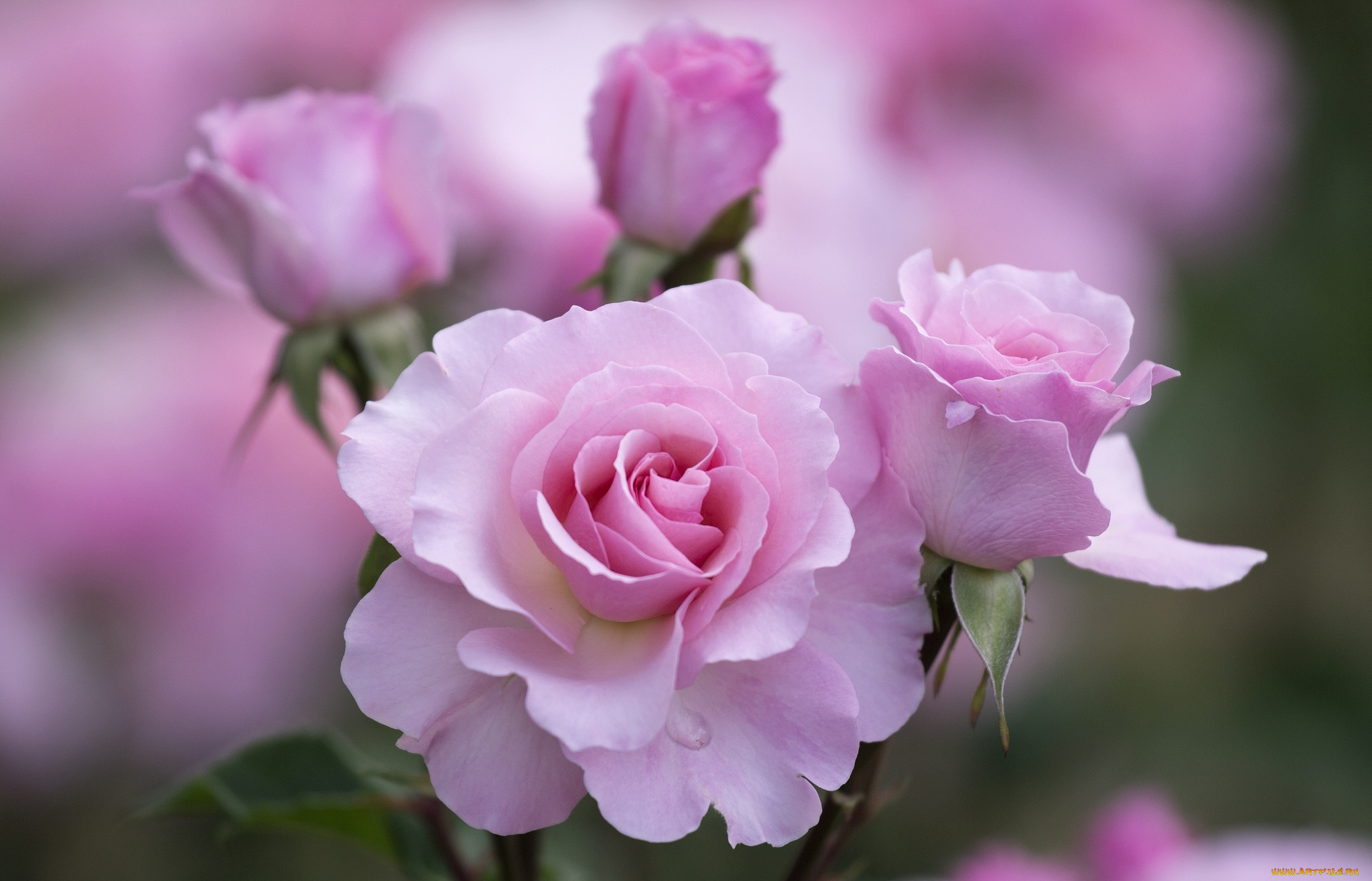 цветы, розы, розовый, красота