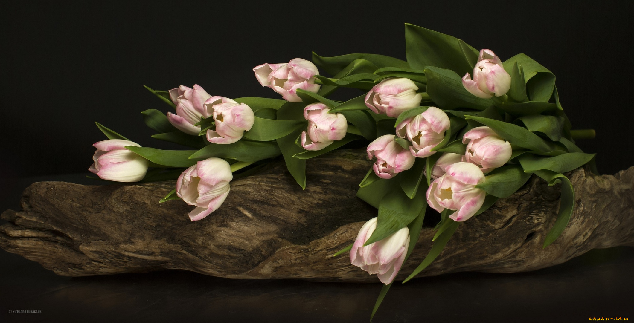 цветы, тюльпаны, цветение, разноцветные, много, bloom, colorful, and, many, лепестки, flowers, tulips