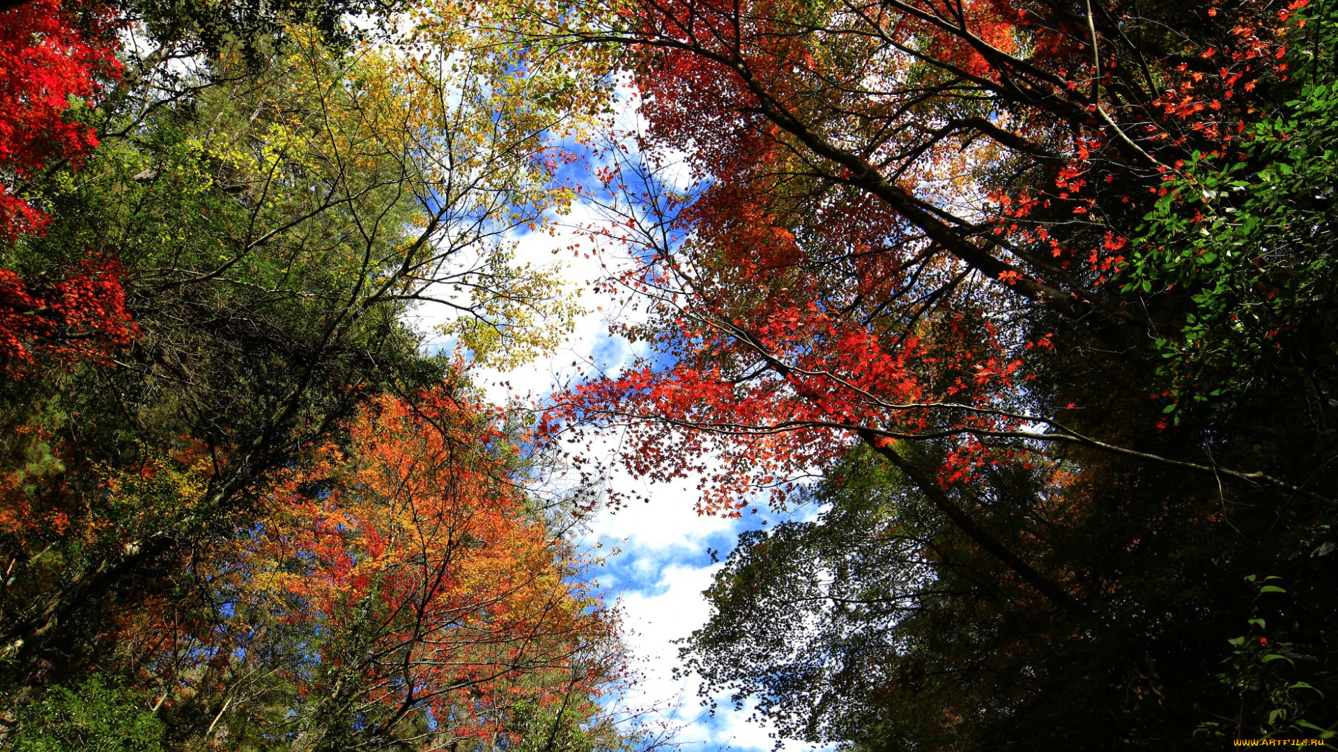 природа, деревья, осень, листья, облака, небо